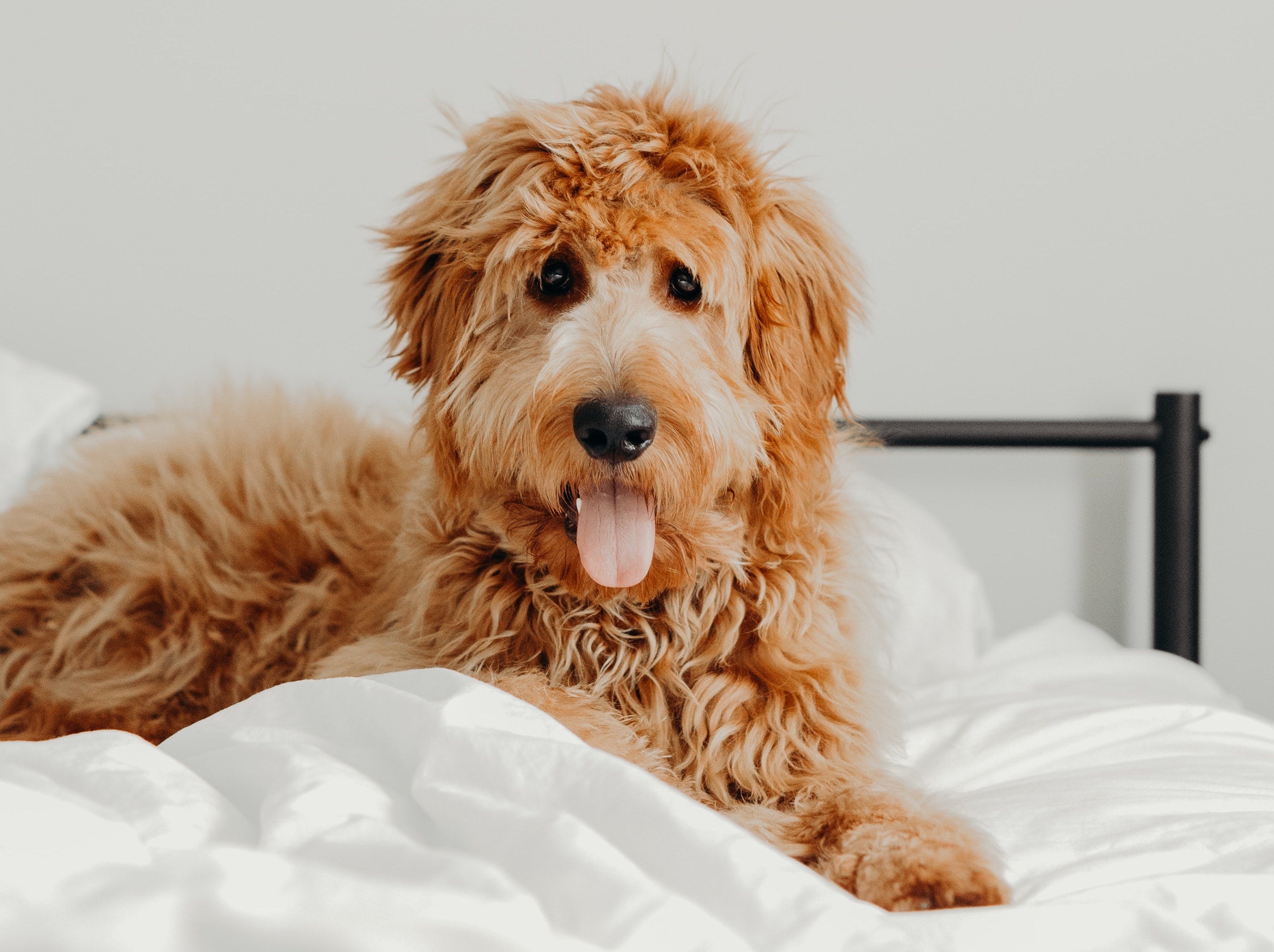 3 dog friendly hotels in Wales