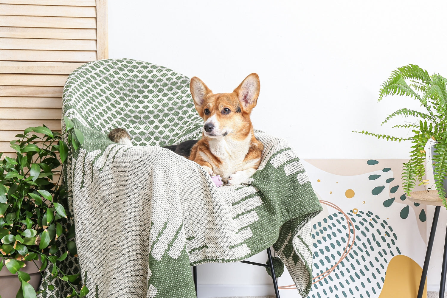 5 Tips to Have a More Eco-Friendly Dog