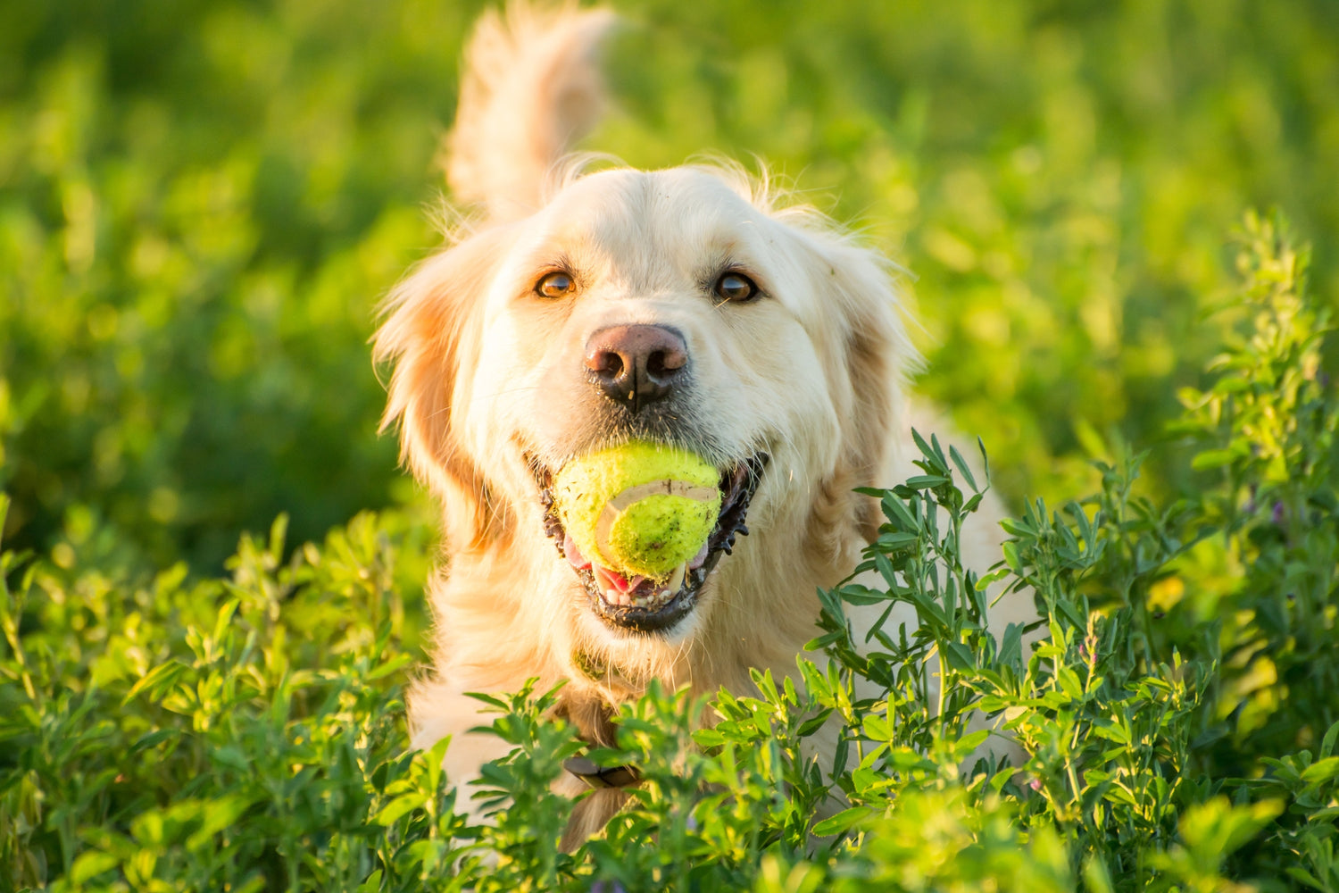Are Tennis Balls Safe for Dogs?