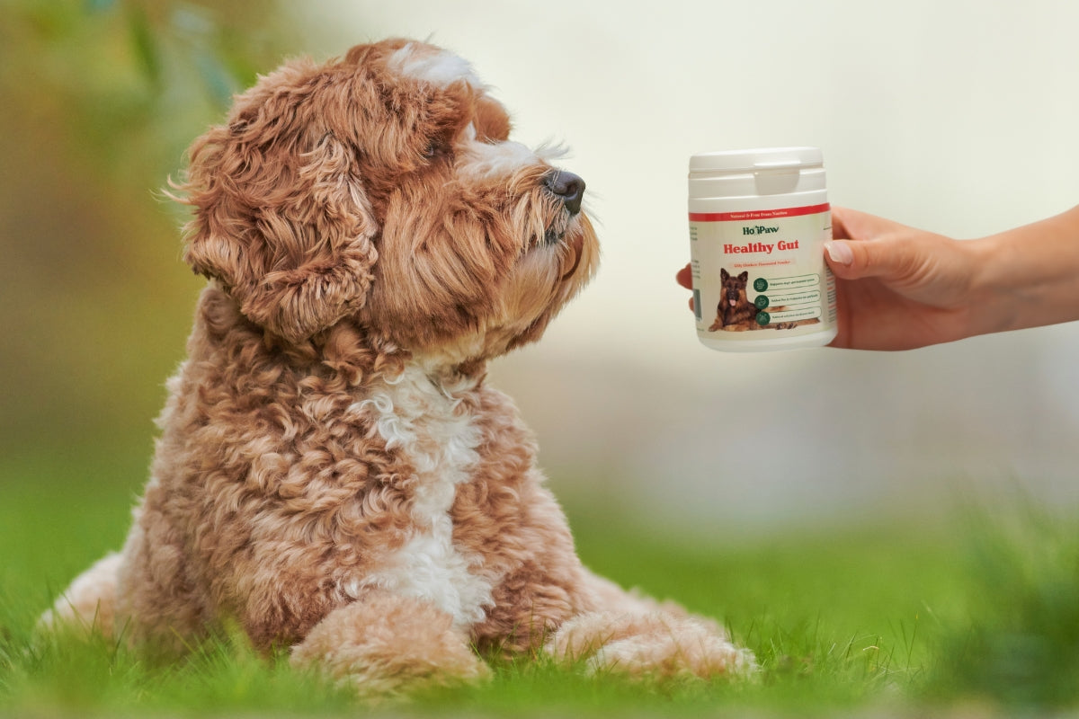 probiotics for dogs with diarrhoea