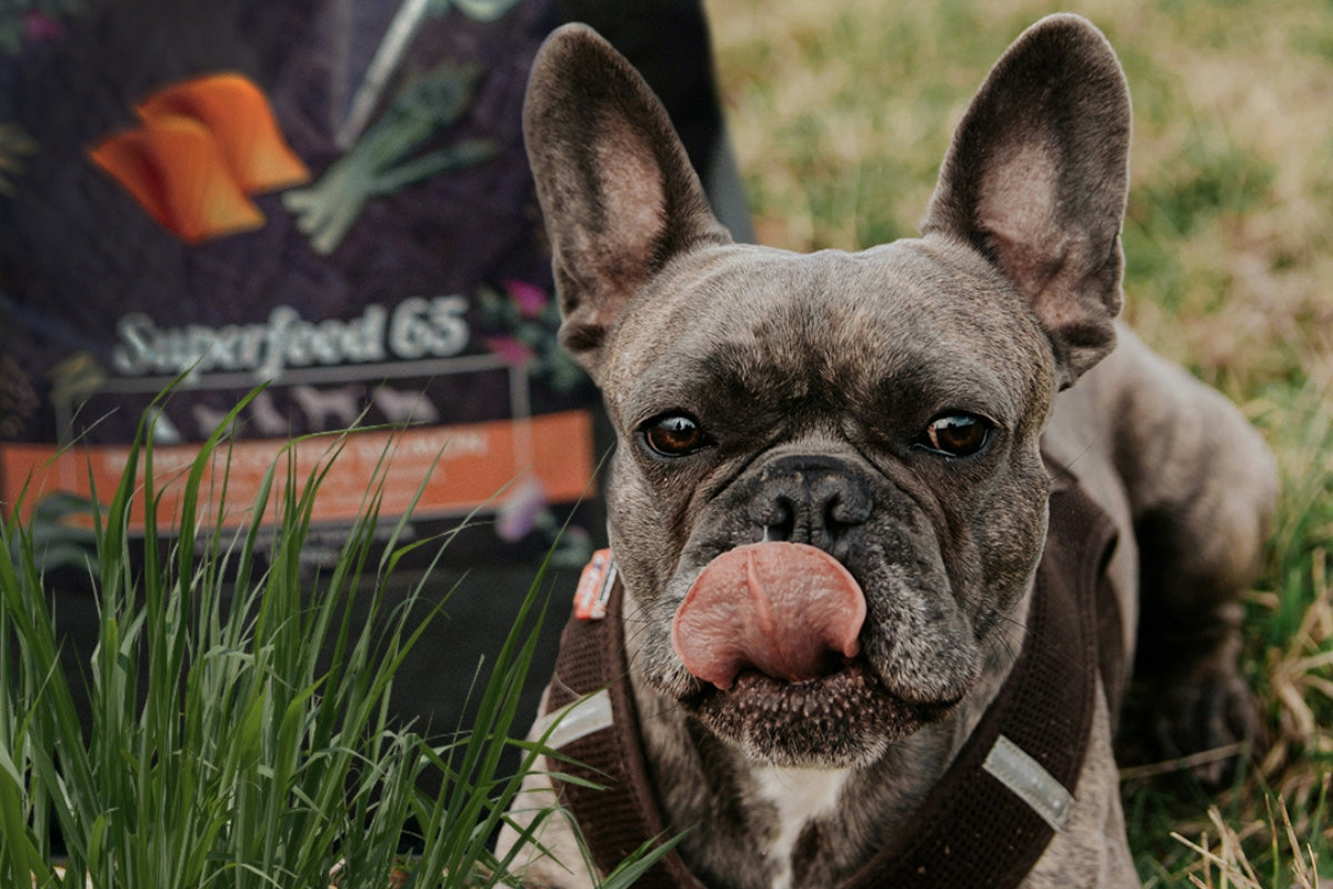 Best Dog Food for Fussy Eaters