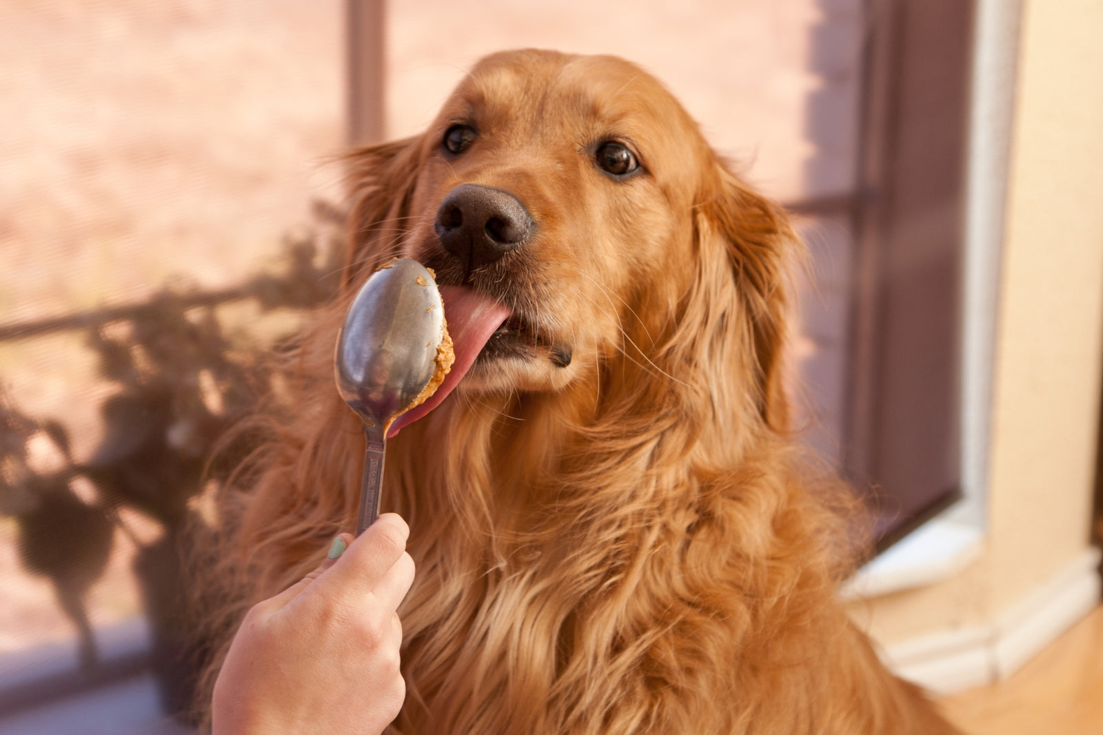 Can Dogs Eat Peanut Butter?