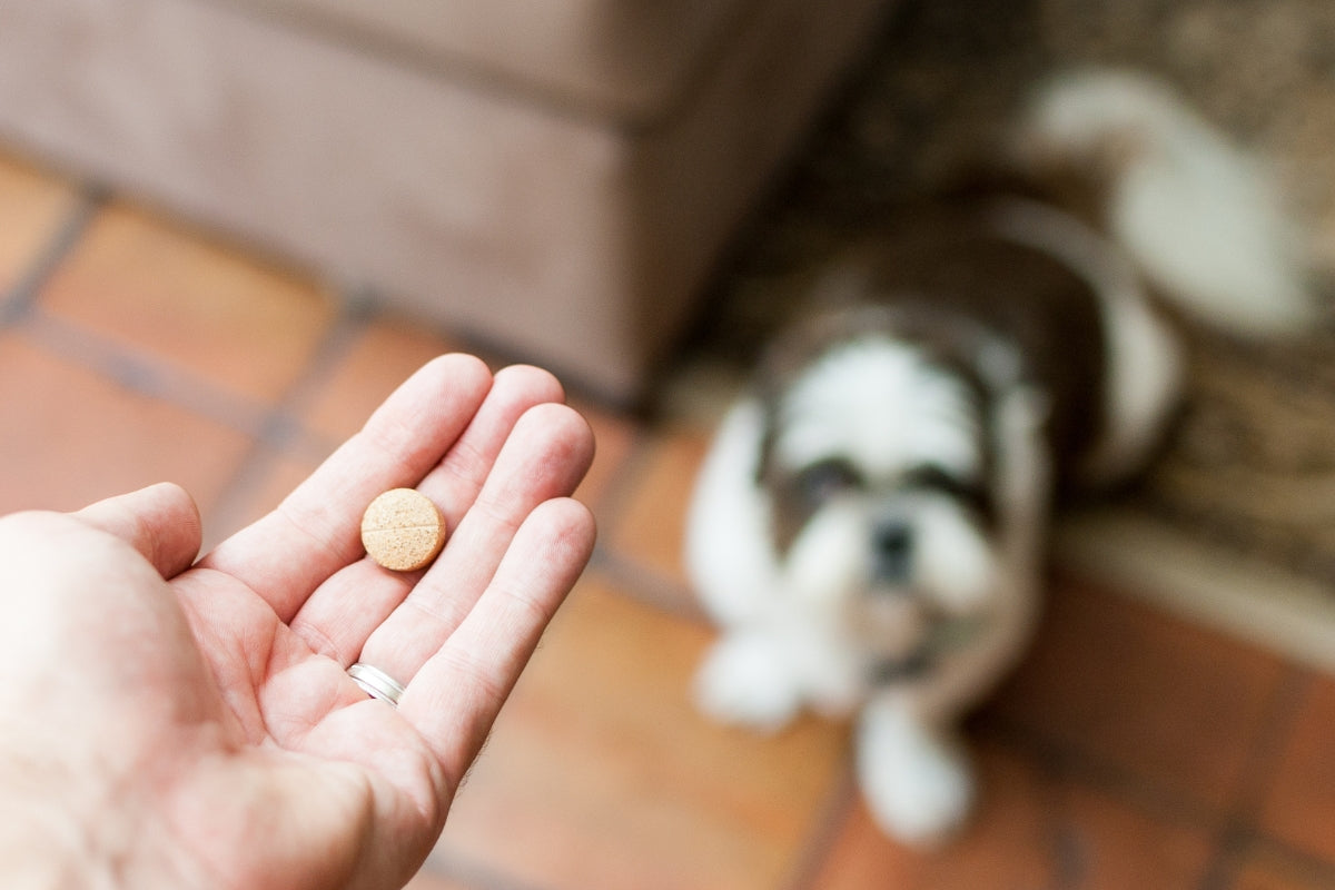 Can You Give Dogs Antihistamines?