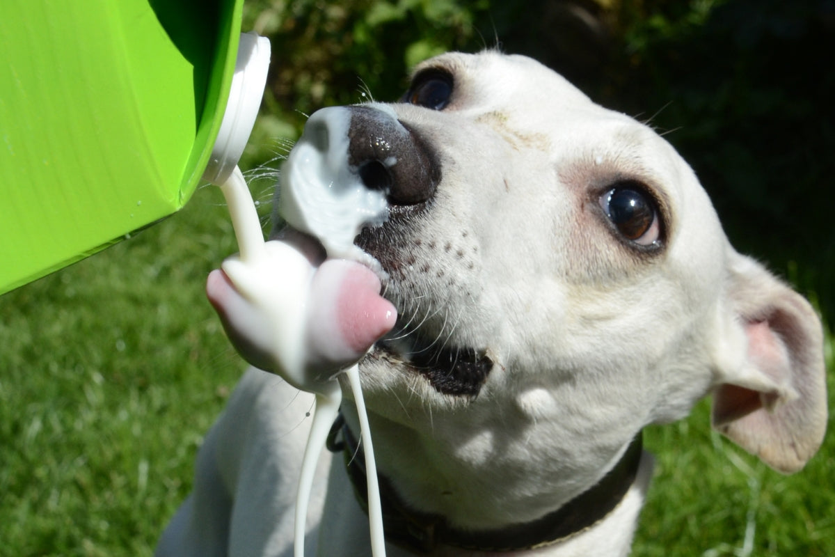 Can dogs drink milk? Dog drinking milk