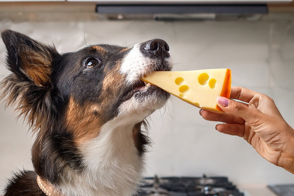 Can dogs eat cheese? Dog eating cheese