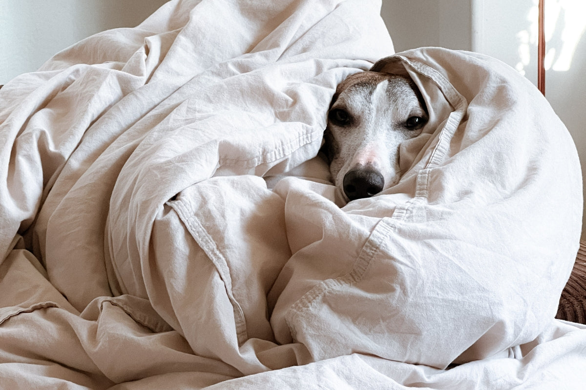 dog during a panic attack