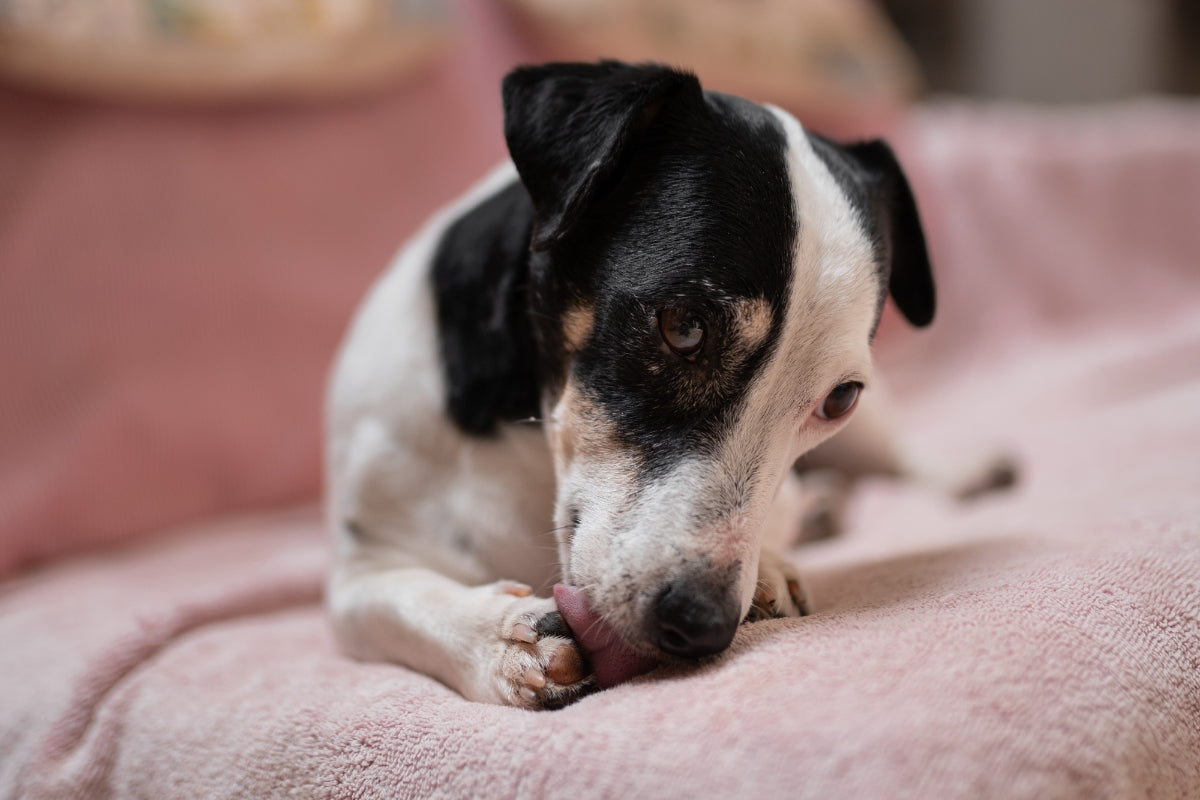 Does Fish Oil Help Dogs with Itchy Paws?