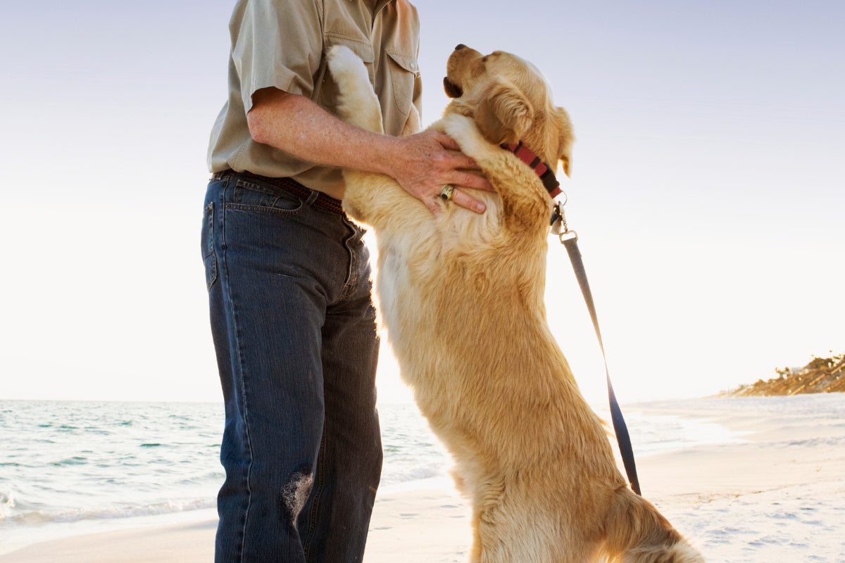 Dog Jumping Up on people