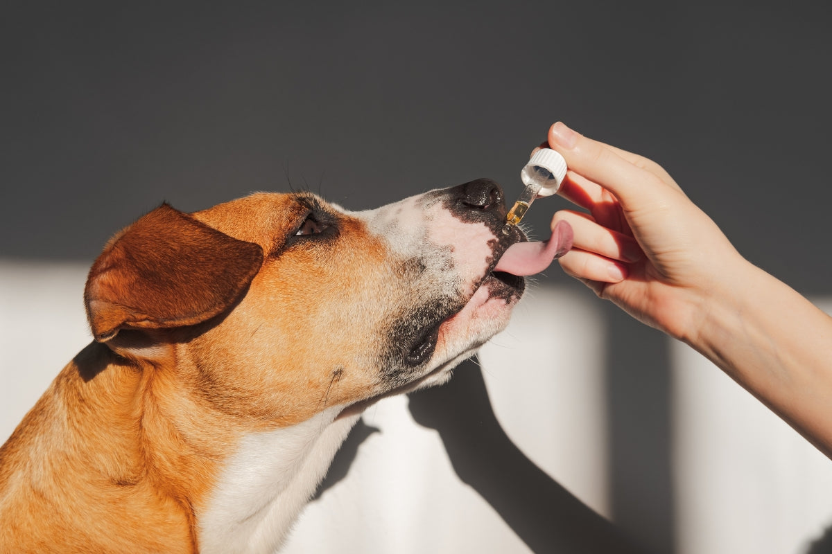 Do dogs need supplements?