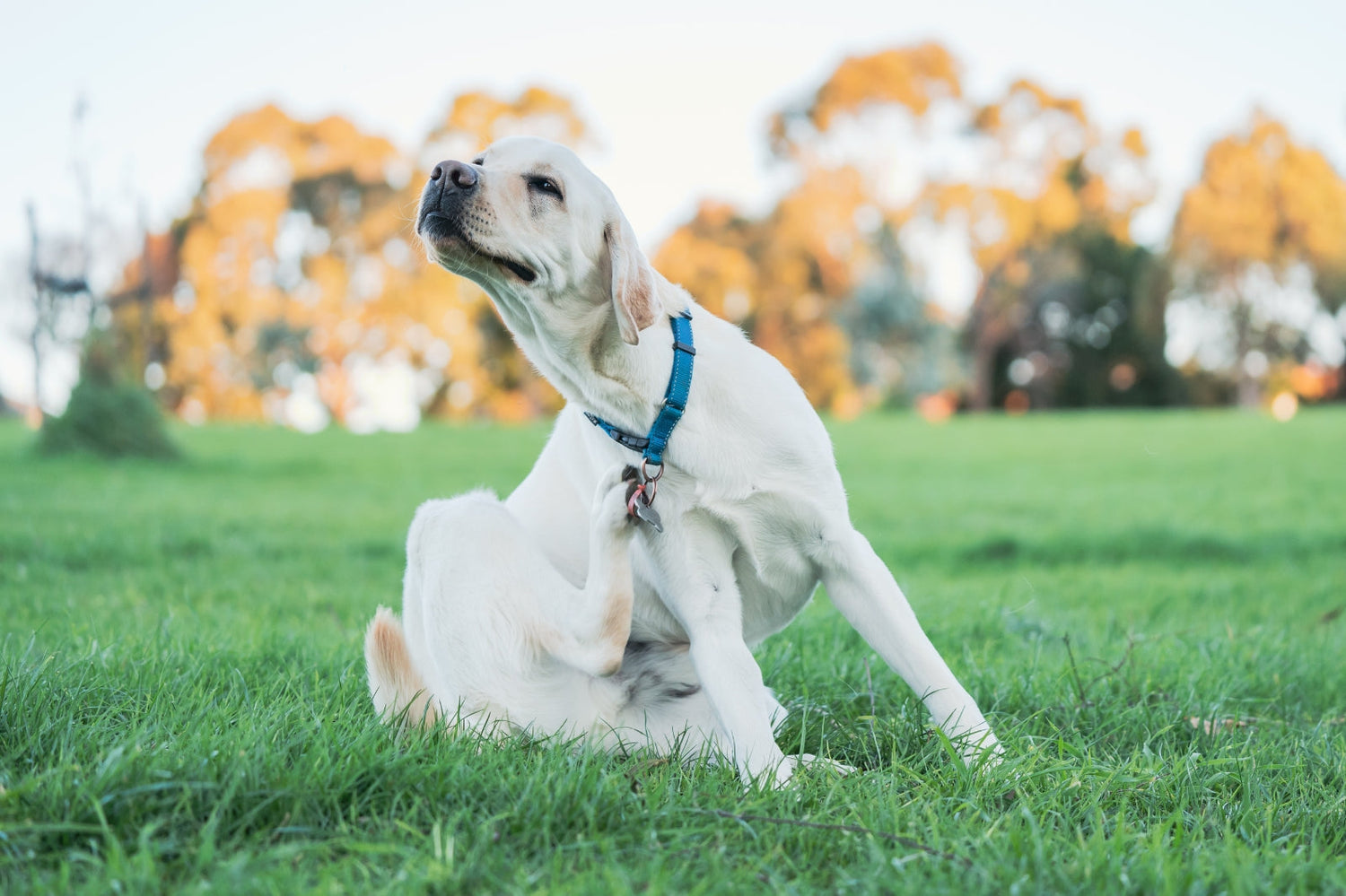 Food Allergy VS Food Intolerance