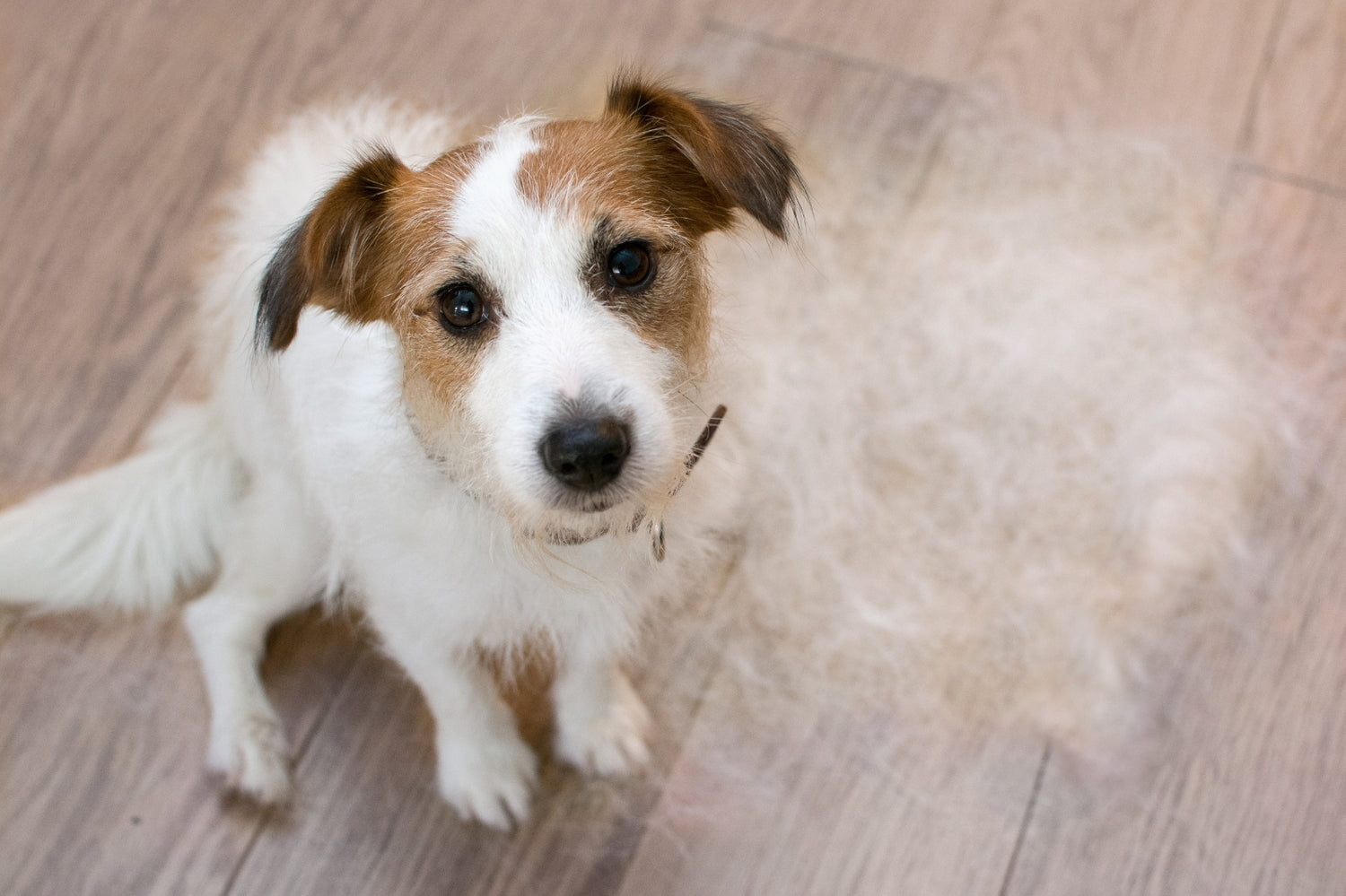 Fur Loss in Dogs: When Should You Worry About It?