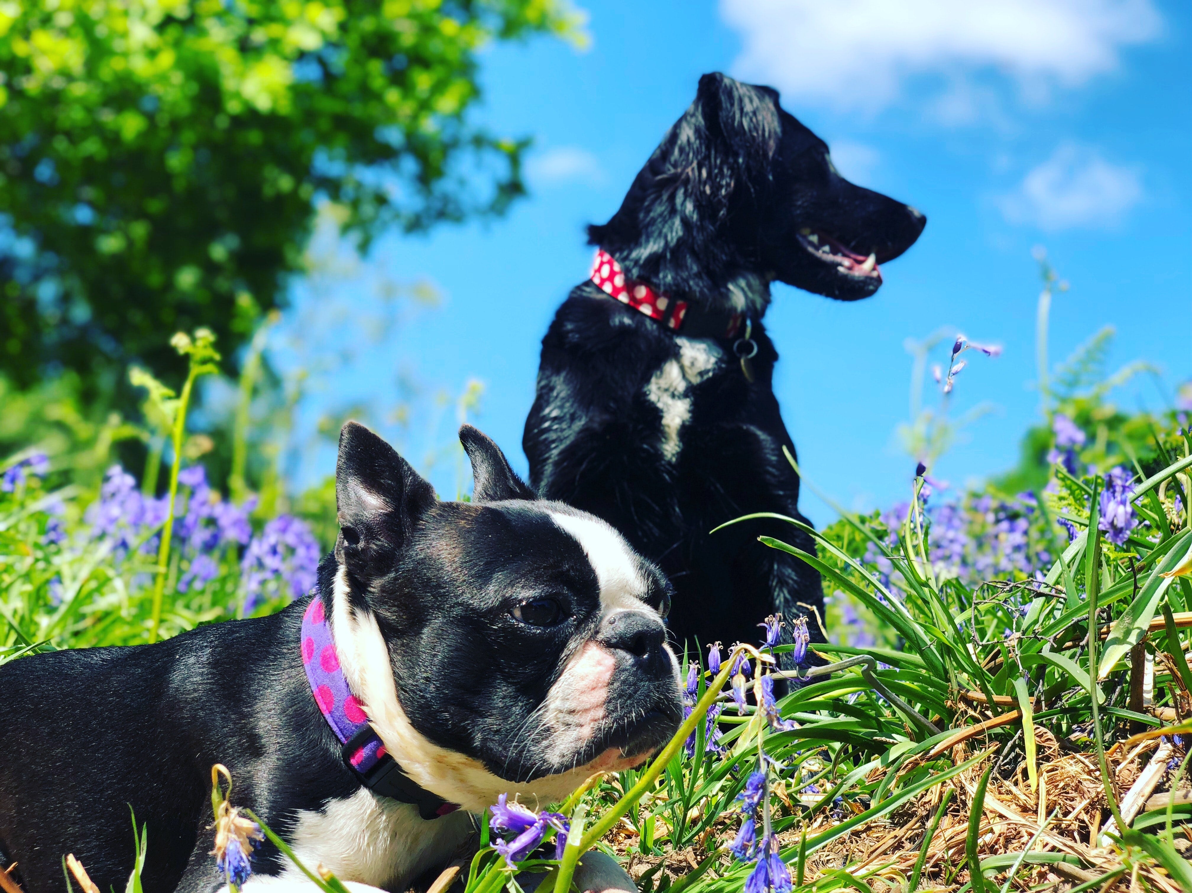 Has your dog been stung by a bee or wasp? Here's what to do.