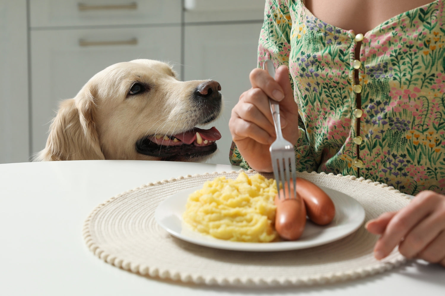 How To Stop Your Dog from Begging at The Table