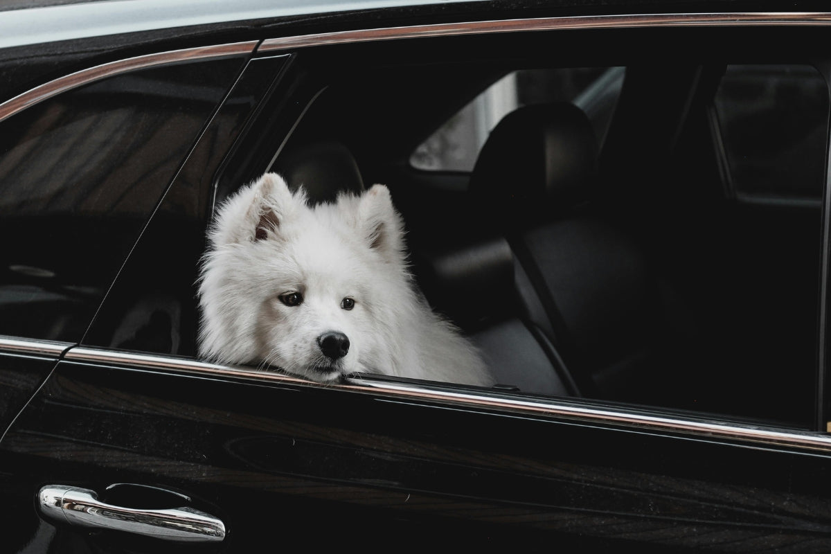 Puppy in the car, How to Get Your Puppy Used to Car Trips