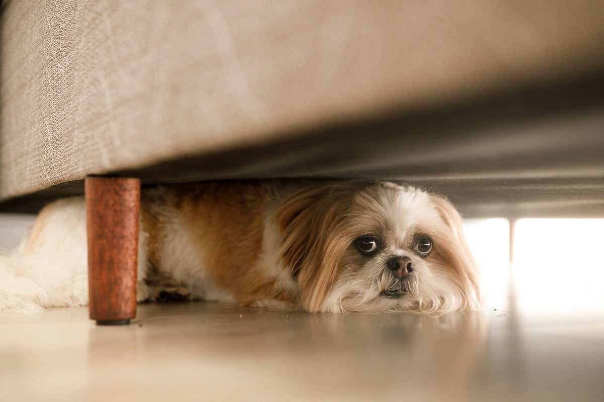 How to Keep Your Dog Calm During a Thunderstorm