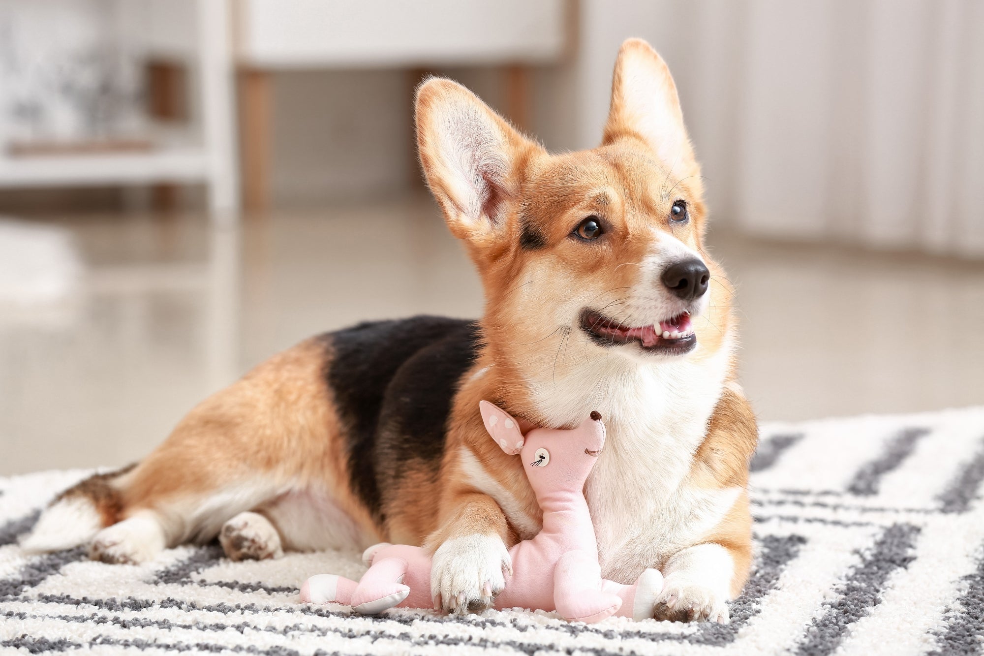 Dog Home Alone, How to Keep Your Dog Entertained When You're Not Home