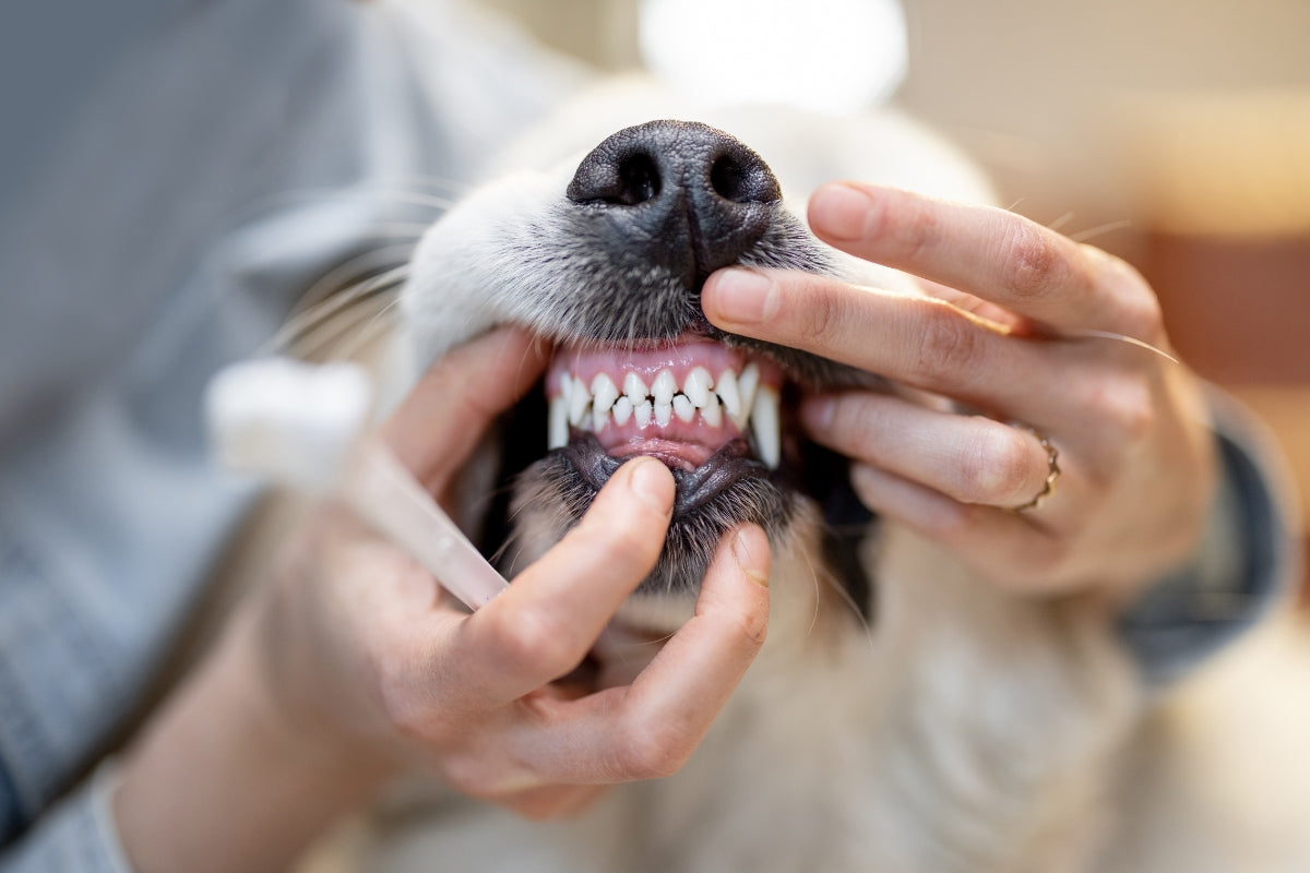 How to Spot the Early Signs of Dental Disease in Dogs
