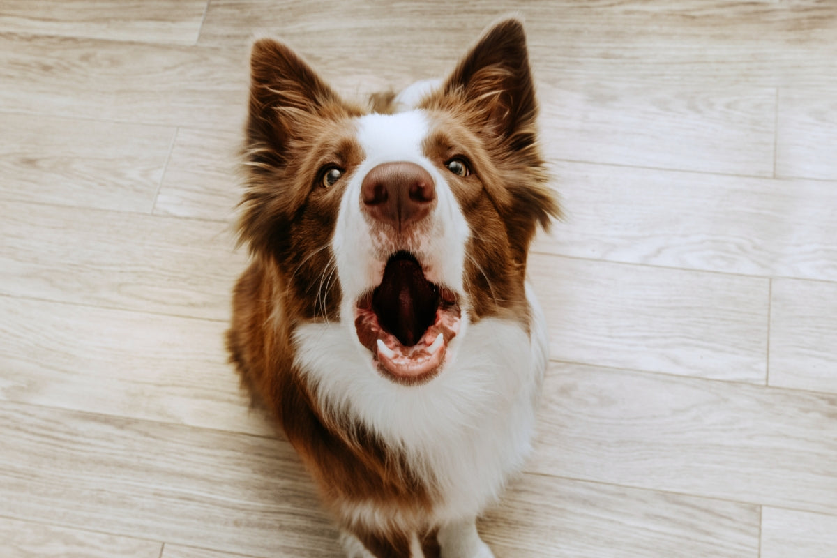 How to Teach Your Dog to Stop Barking