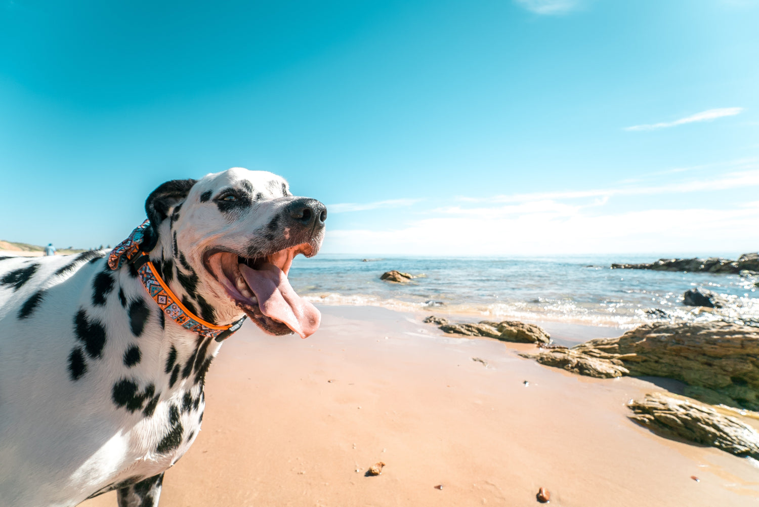 How to prevent dog heat strokes this Summer