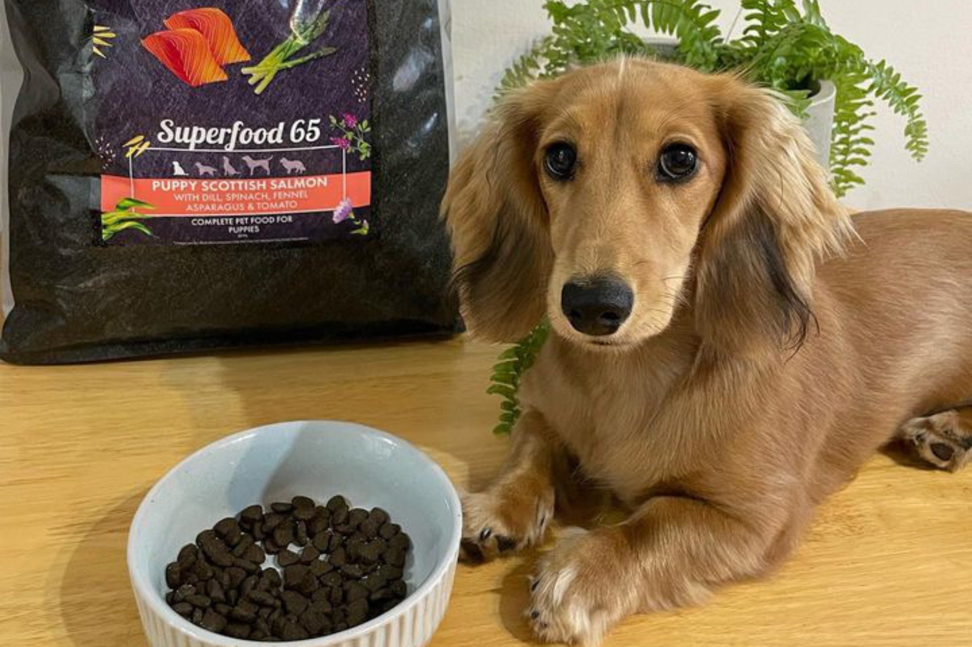 MyPetSays Puppy Food - Superfood 65 Salmon