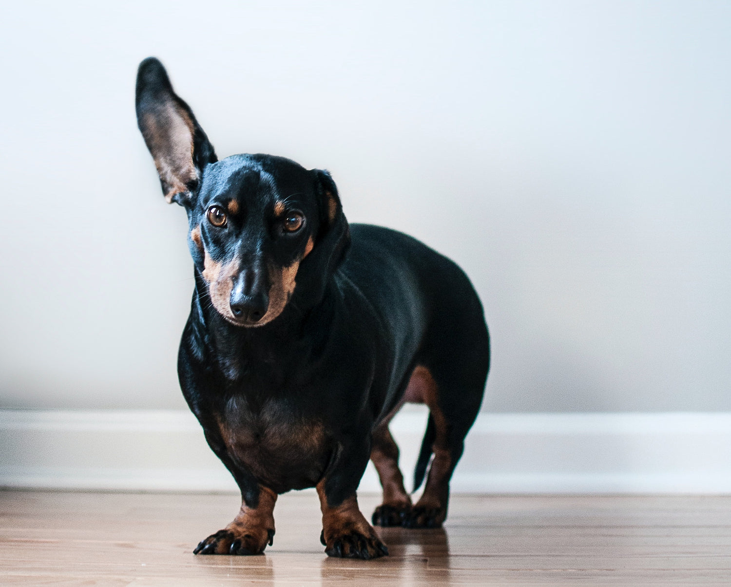 MyPetSays most popular low-fat dog food recipes