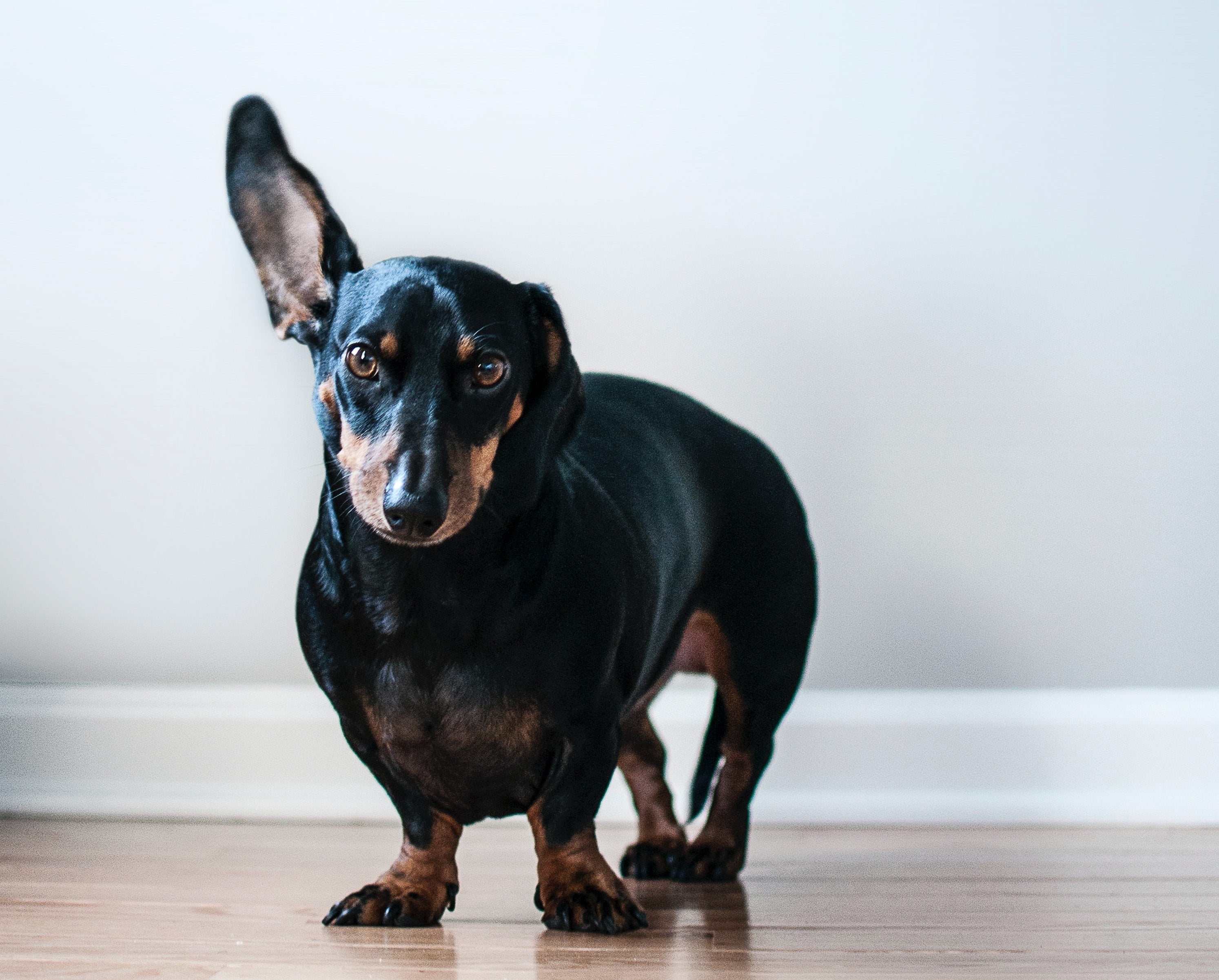 MyPetSays most popular low-fat dog food recipes