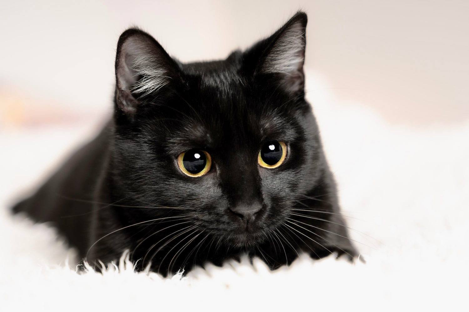 National Black Cat Day