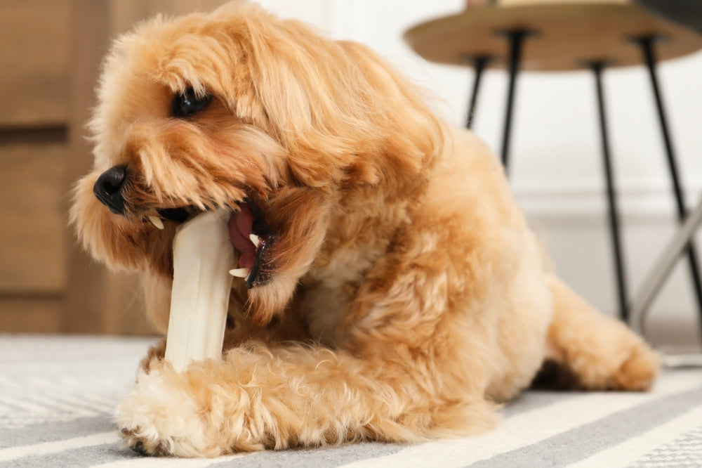 Resource Guarding in Dogs