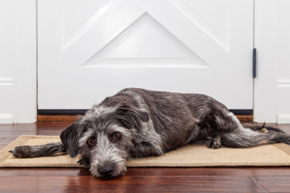 Separation Anxiety in Dogs: How to Calm an Anxious Dog