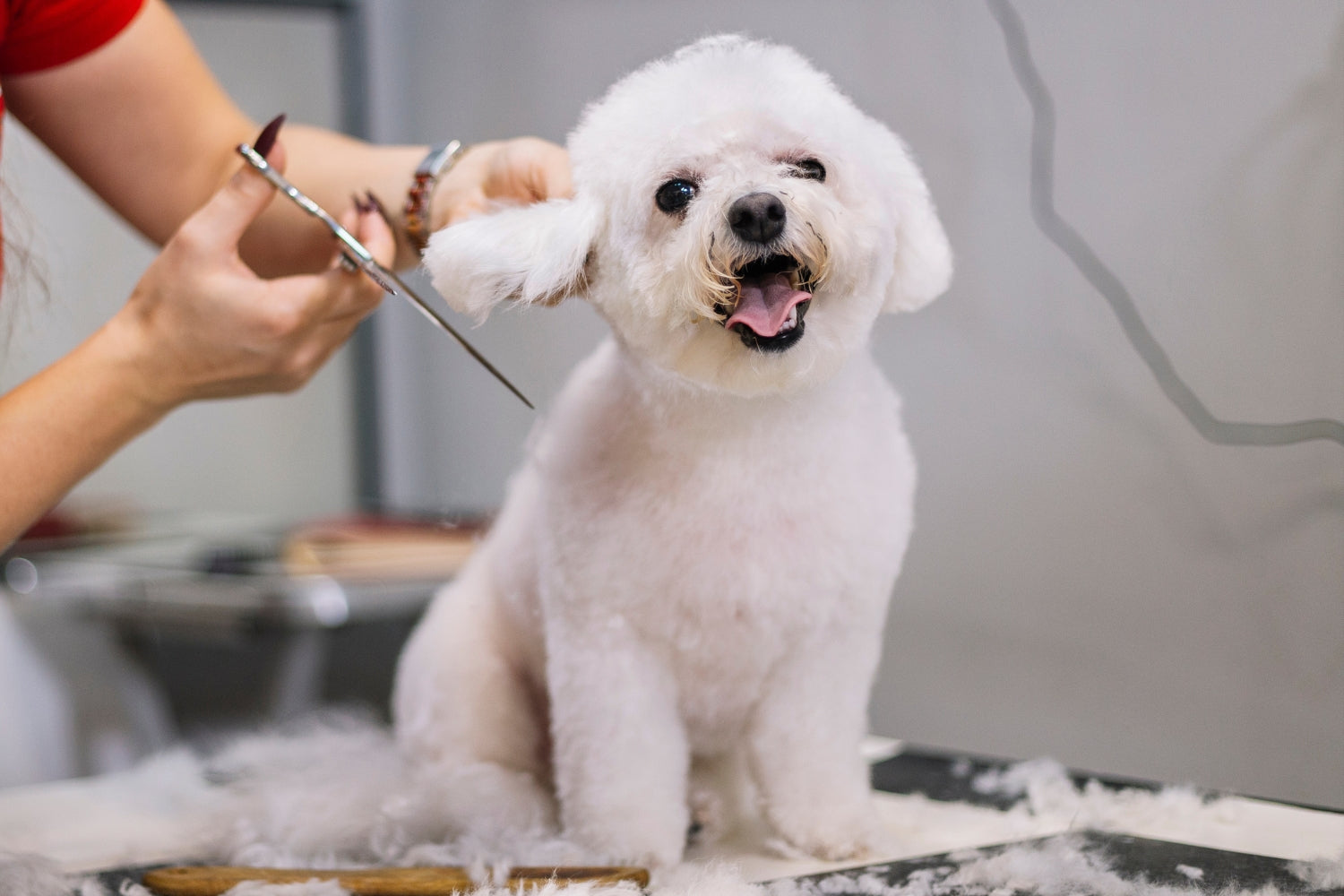 Shaving a Dog's Coat, Should you do it?