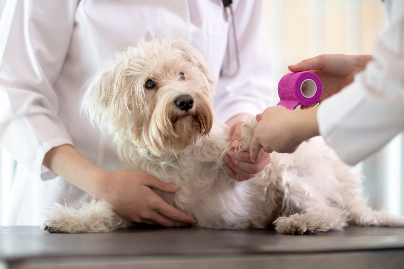 Dog in pain in vet clinic, what causes pain in dogs?