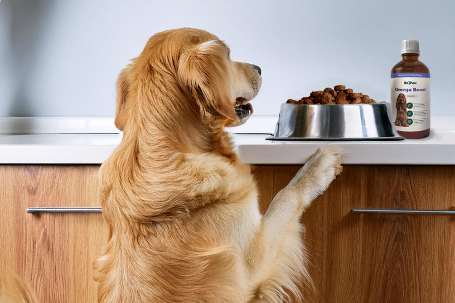 Dog Supplements, Fish Oil, Dog Health
