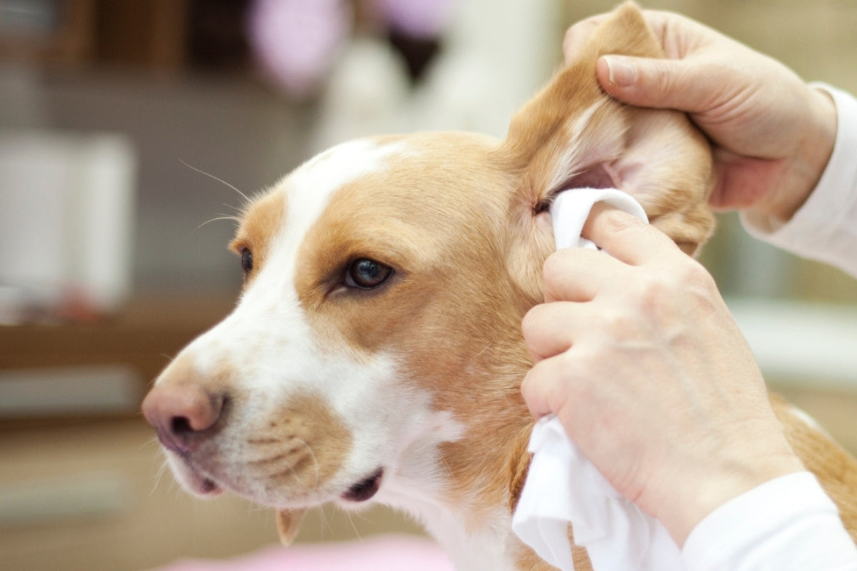 dog ear cleaning