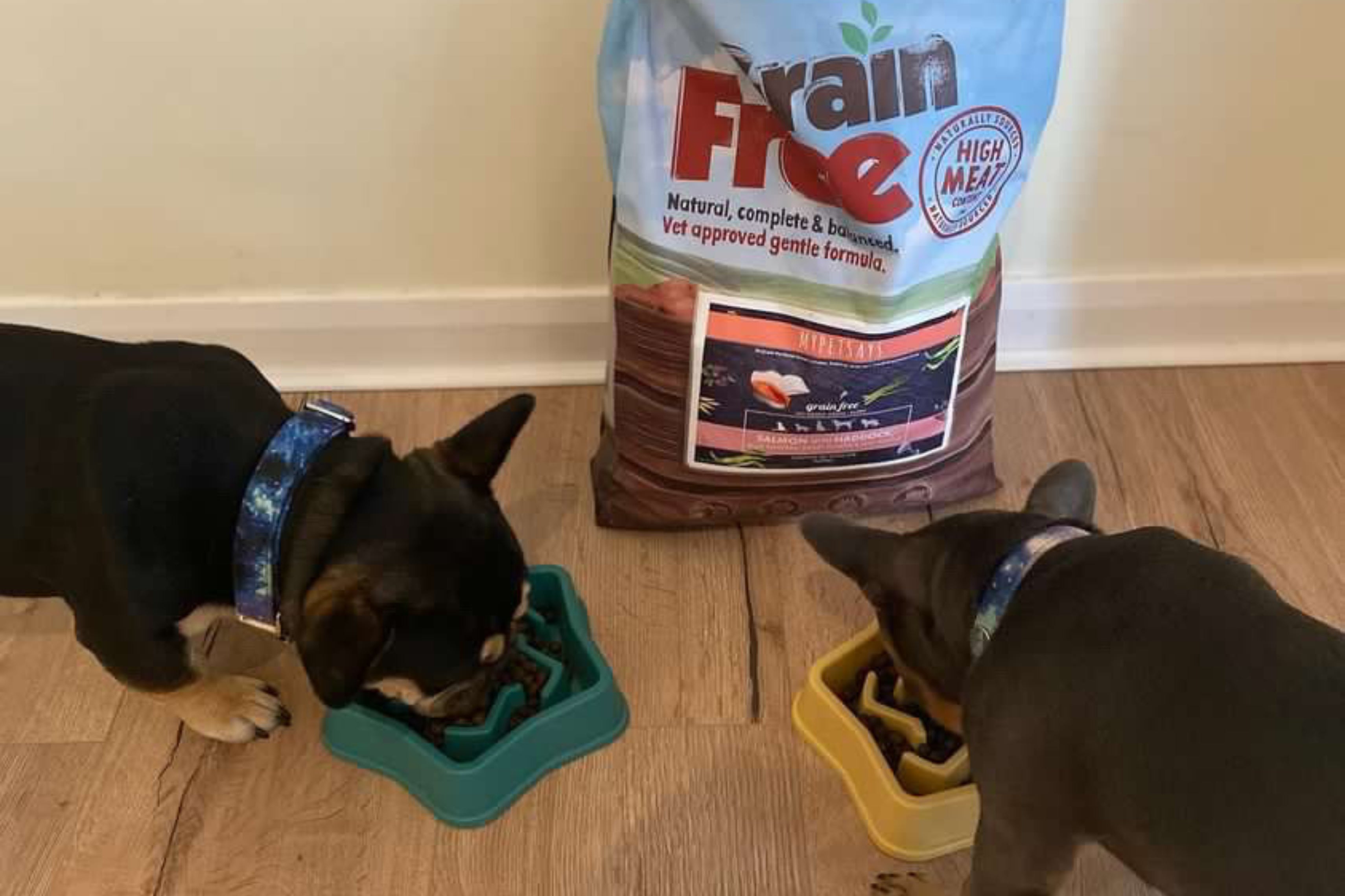 French bulldogs eating MyPetSays grain-free dog food