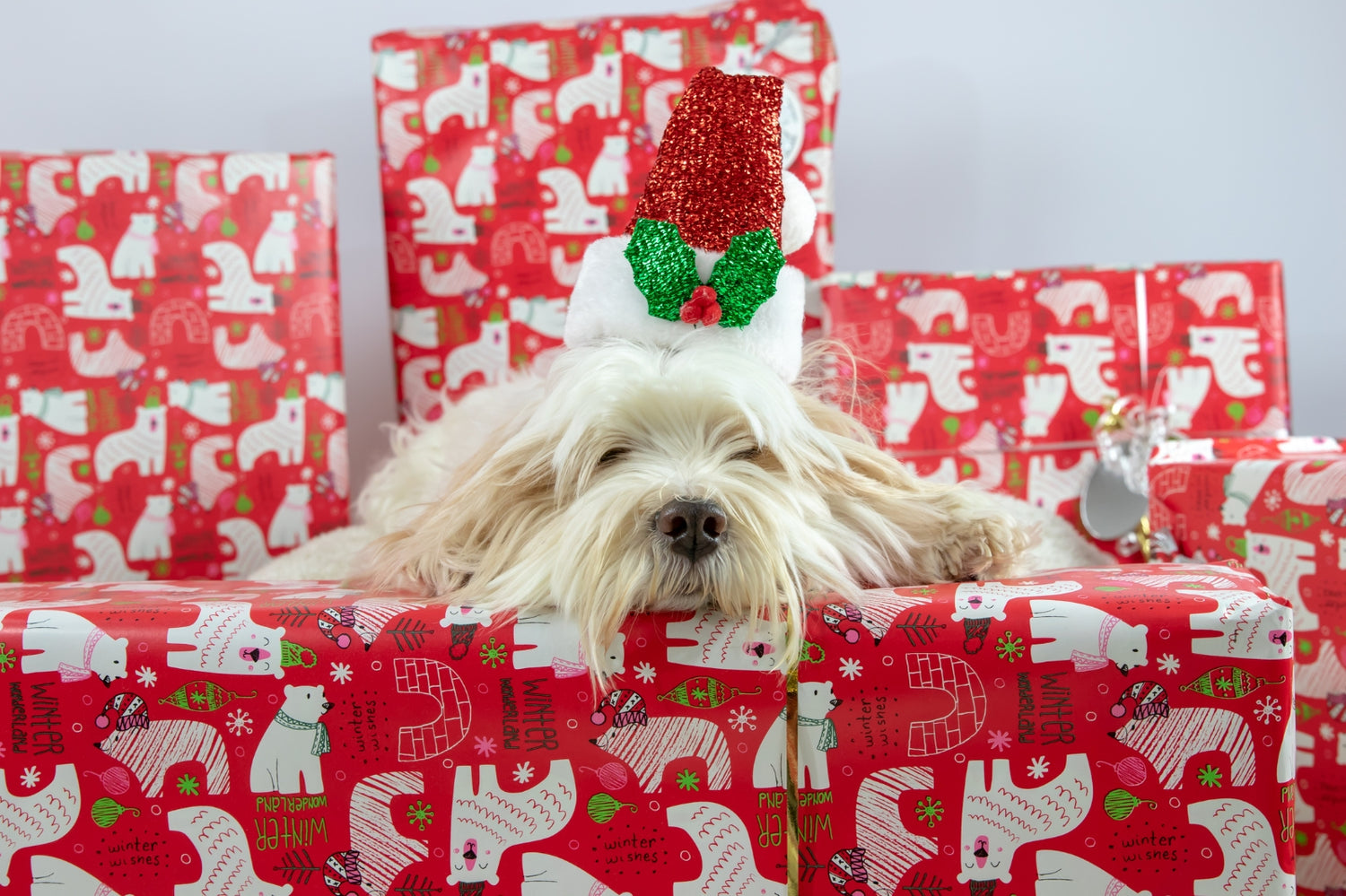 Unique Christmas Gift Ideas for Dog Lovers