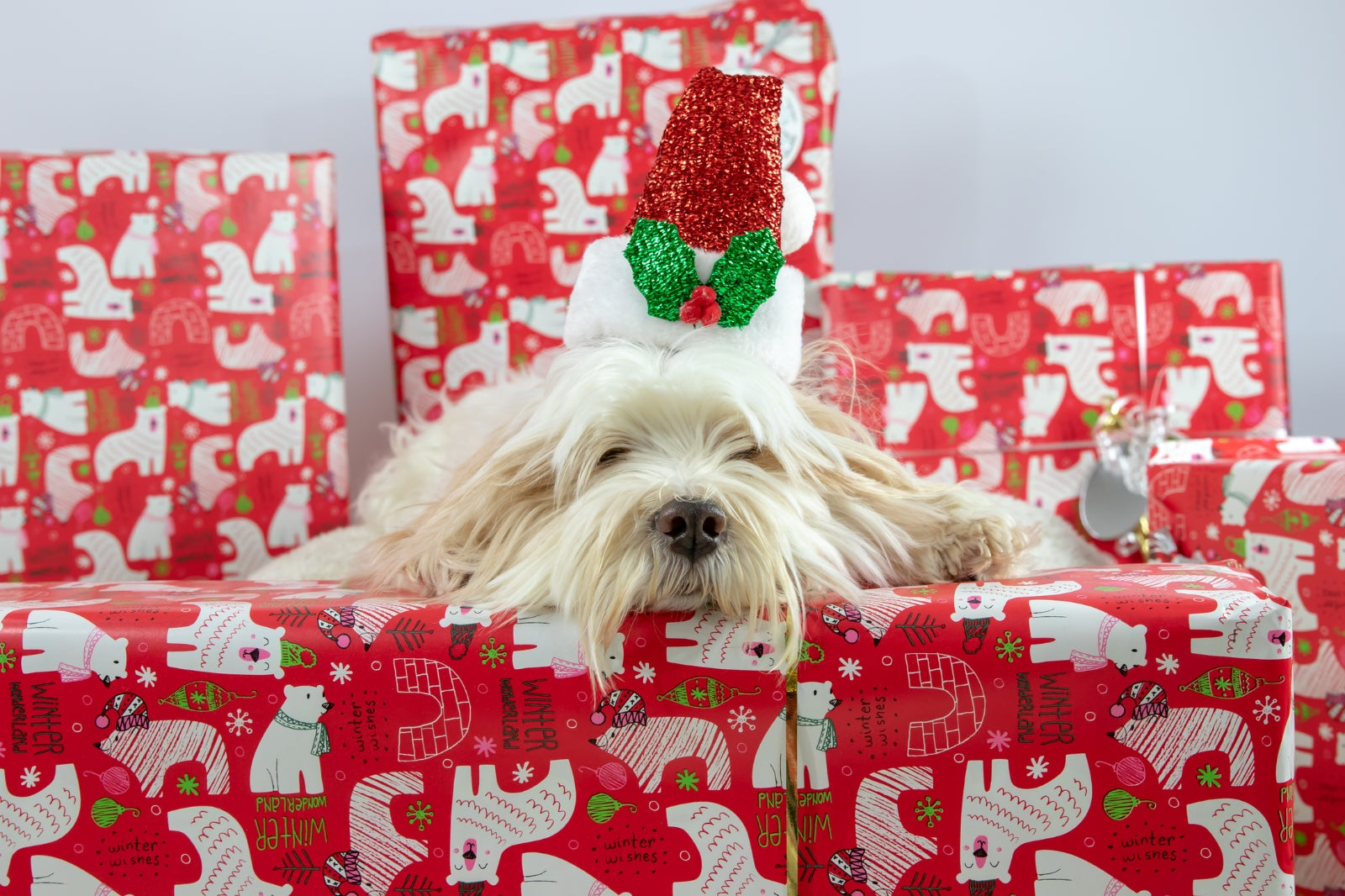 Unique Christmas Gift Ideas for Dog Lovers