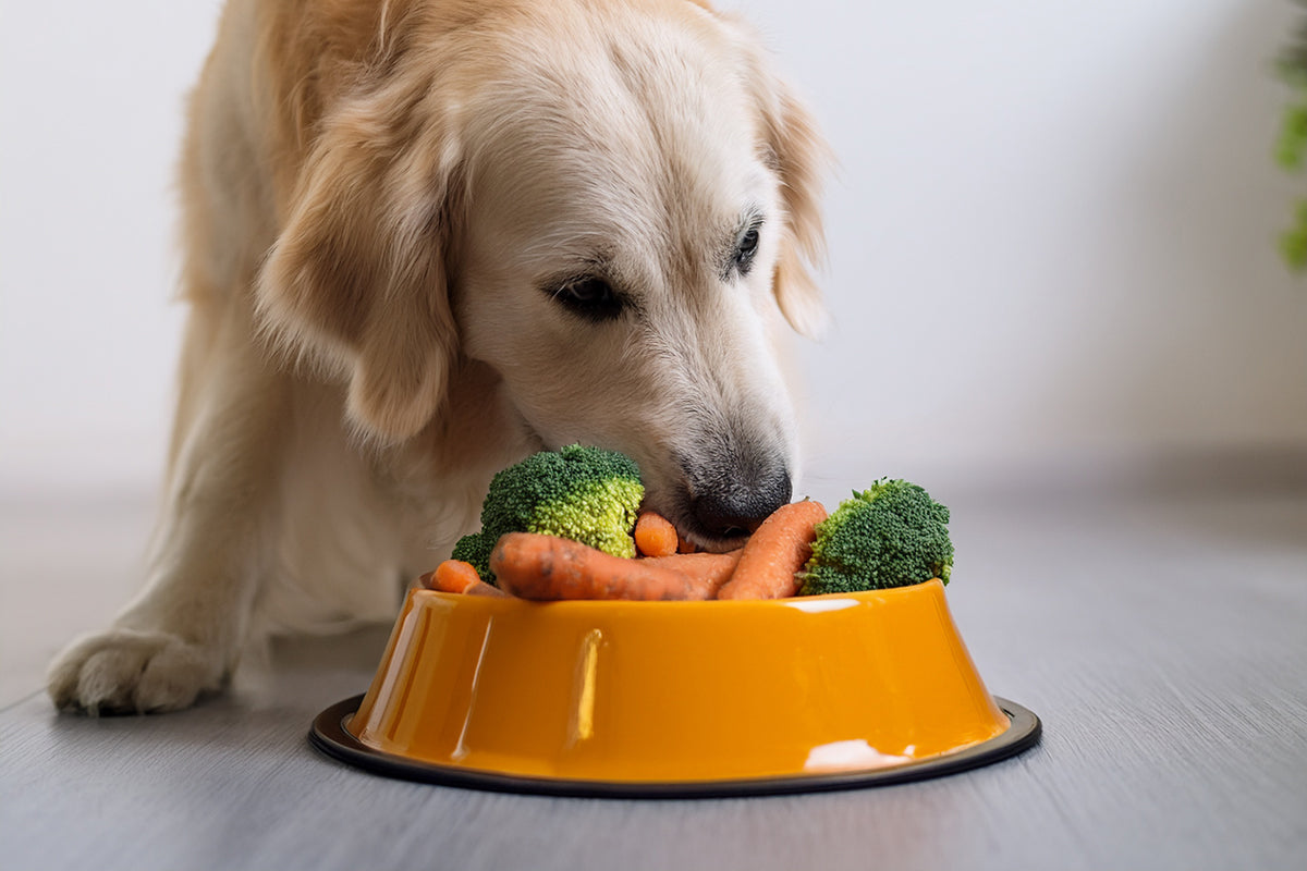 What vegetables can dogs eat? Dog and broccoli, dog and carrot