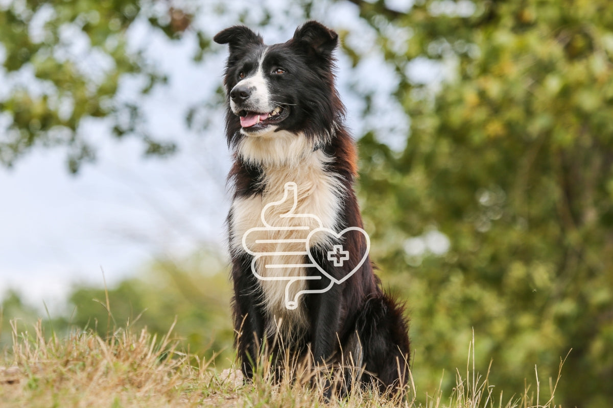 What Are the Signs of Poor Gut Health in Dogs