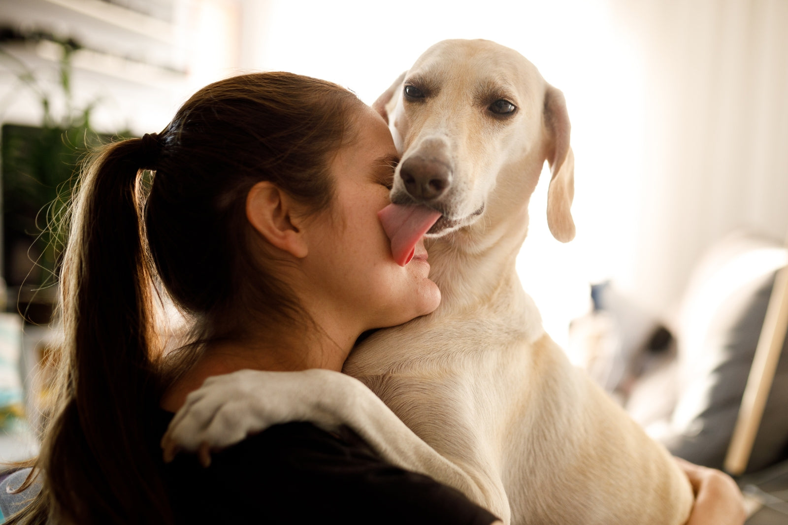 Dog licks a girl, why do dogs lick you