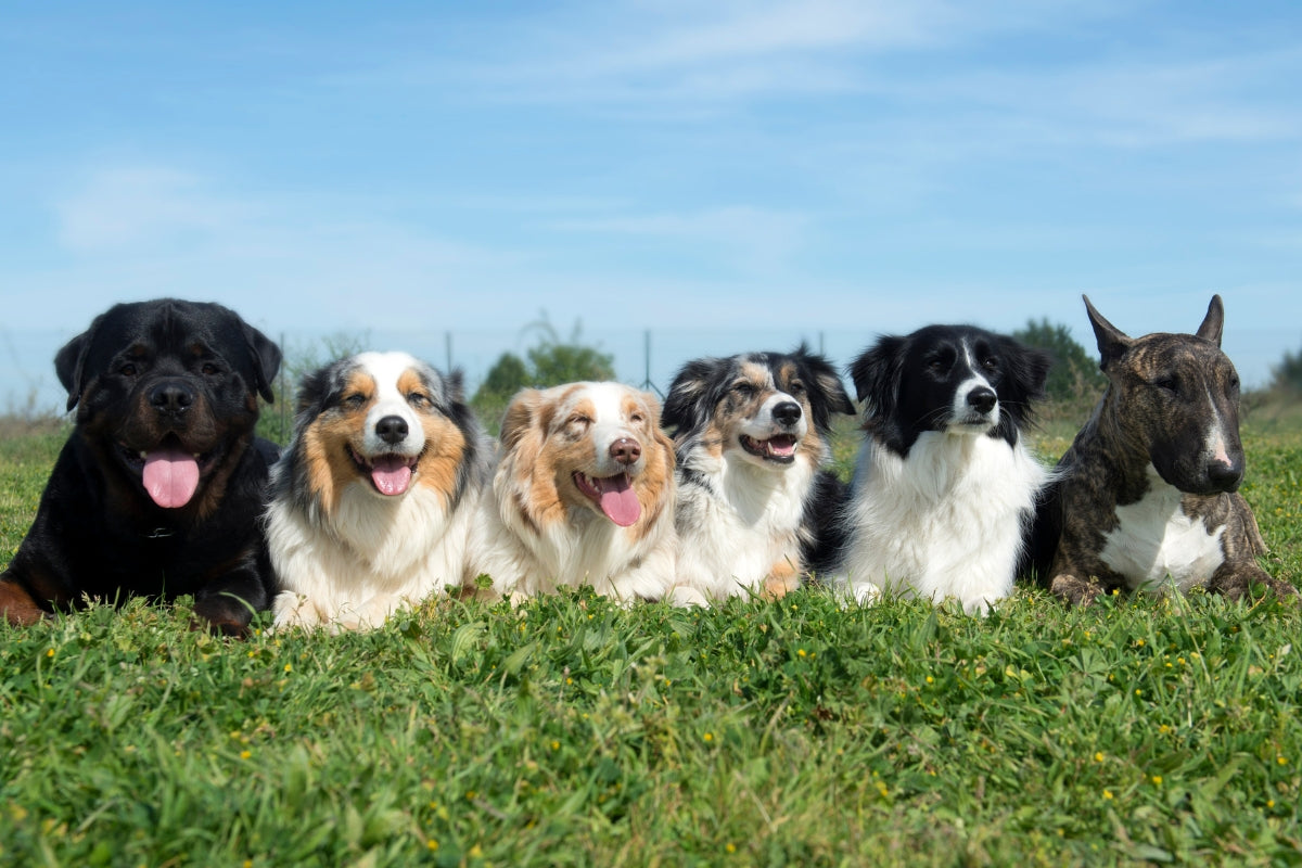 The Canine Big Five: Dog Personality Explained