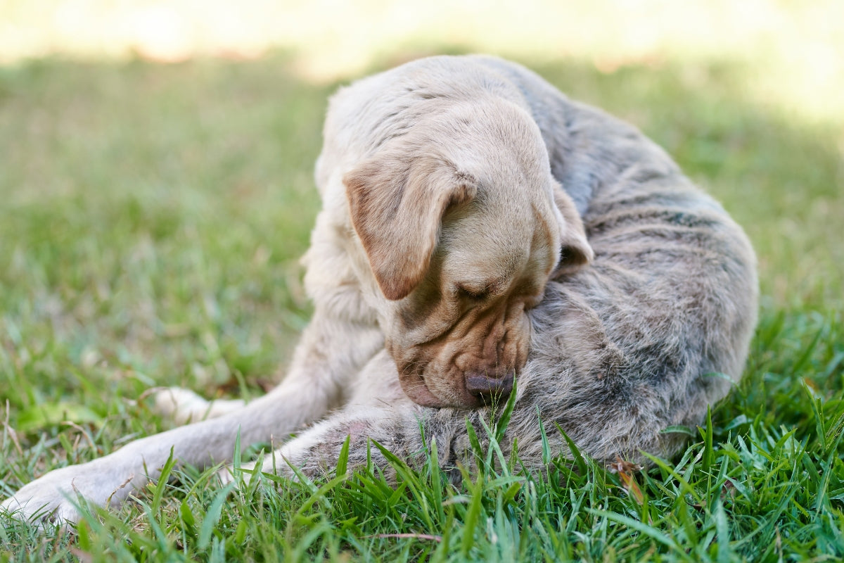 Dog with allergy, allergies in dogs