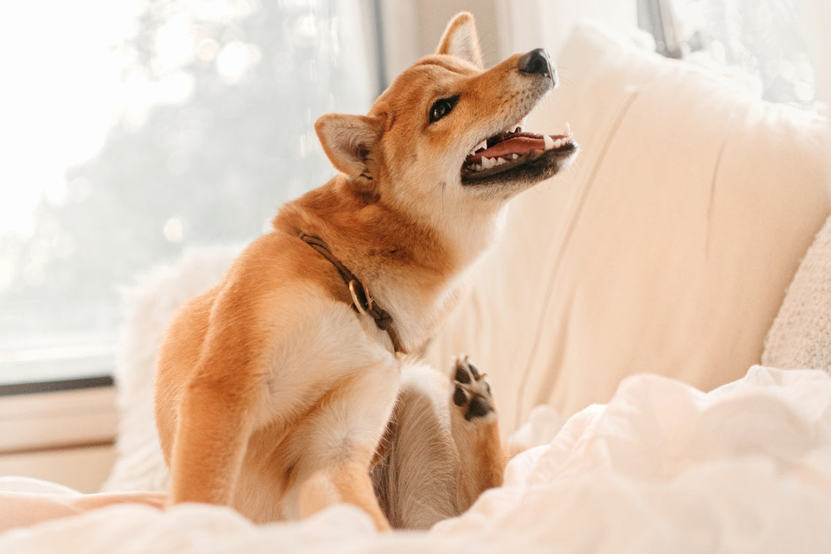 Which allergies can make your dog itch?