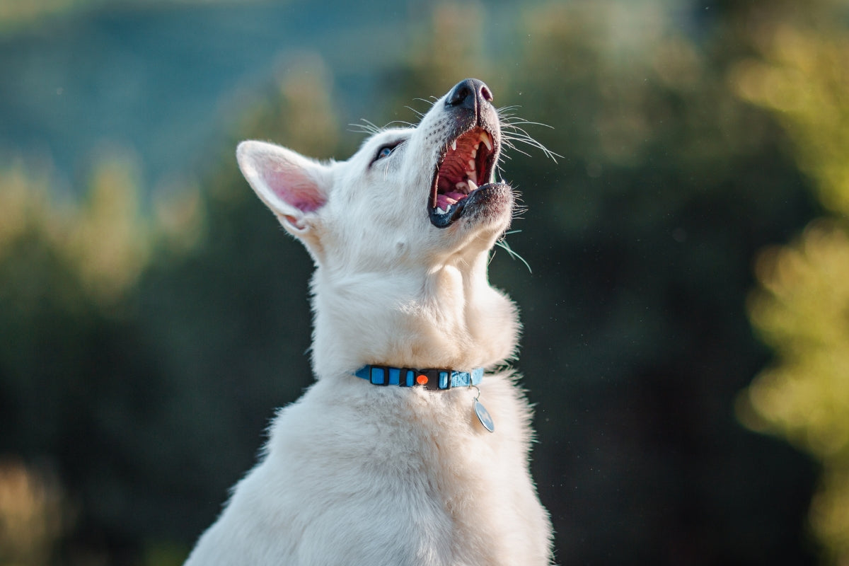 Sneezing dog, why my dog sneezes