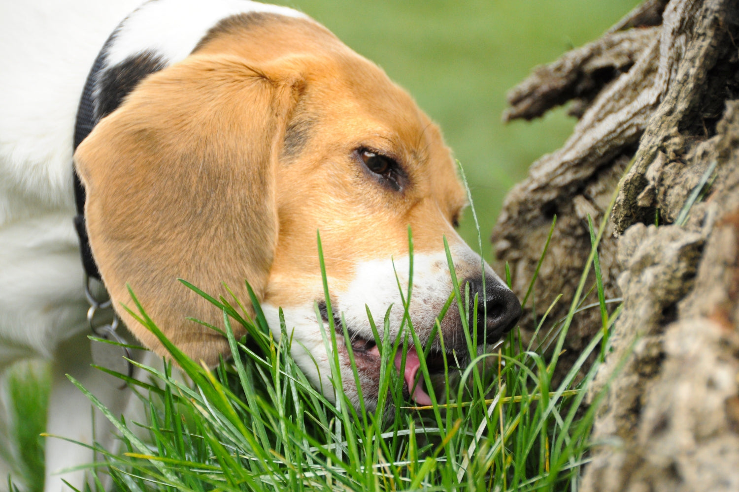 Dog eating grass, why do dogs eat grass