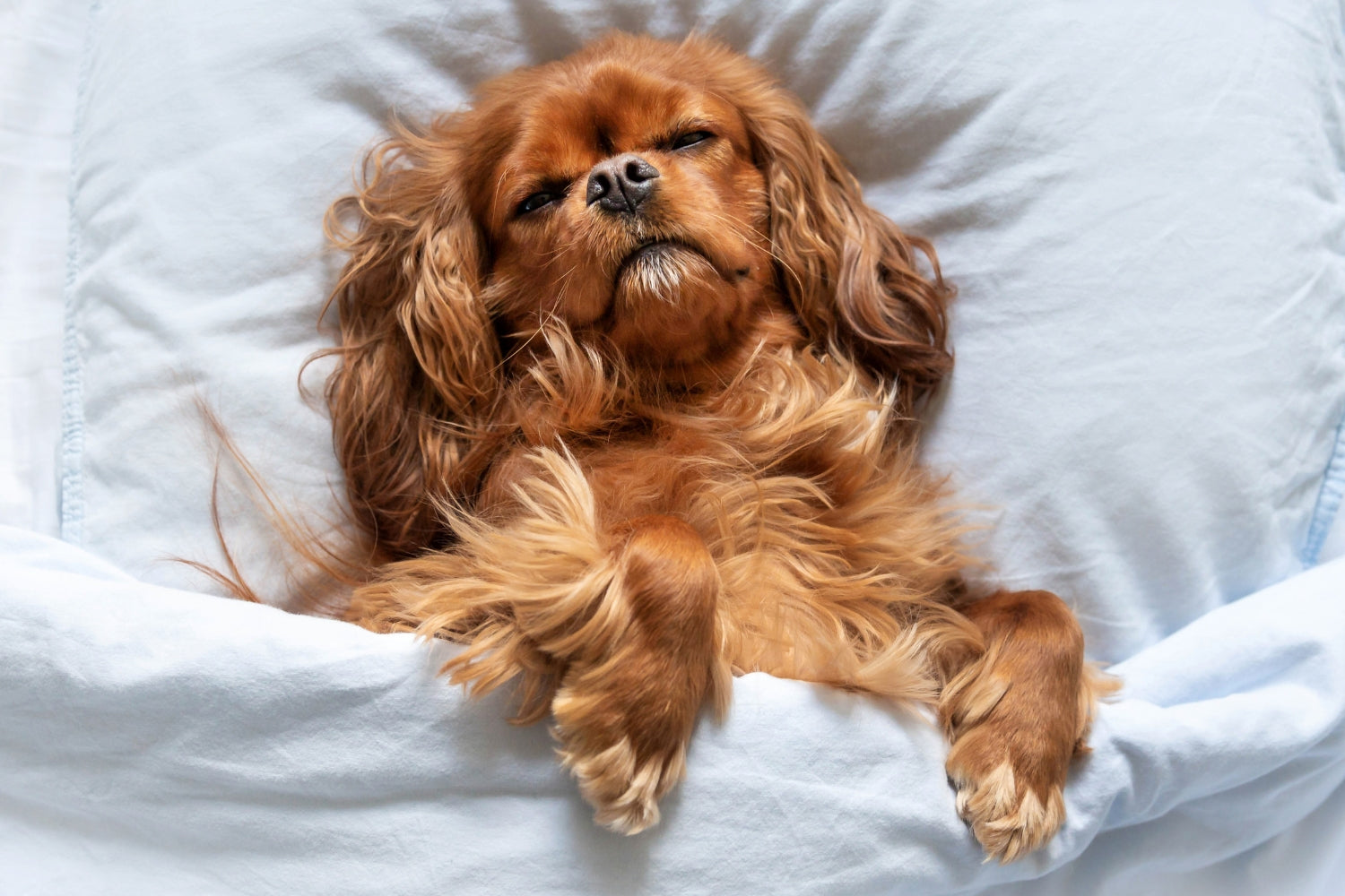 Cute sleeping dog, why dogs sleep so much?