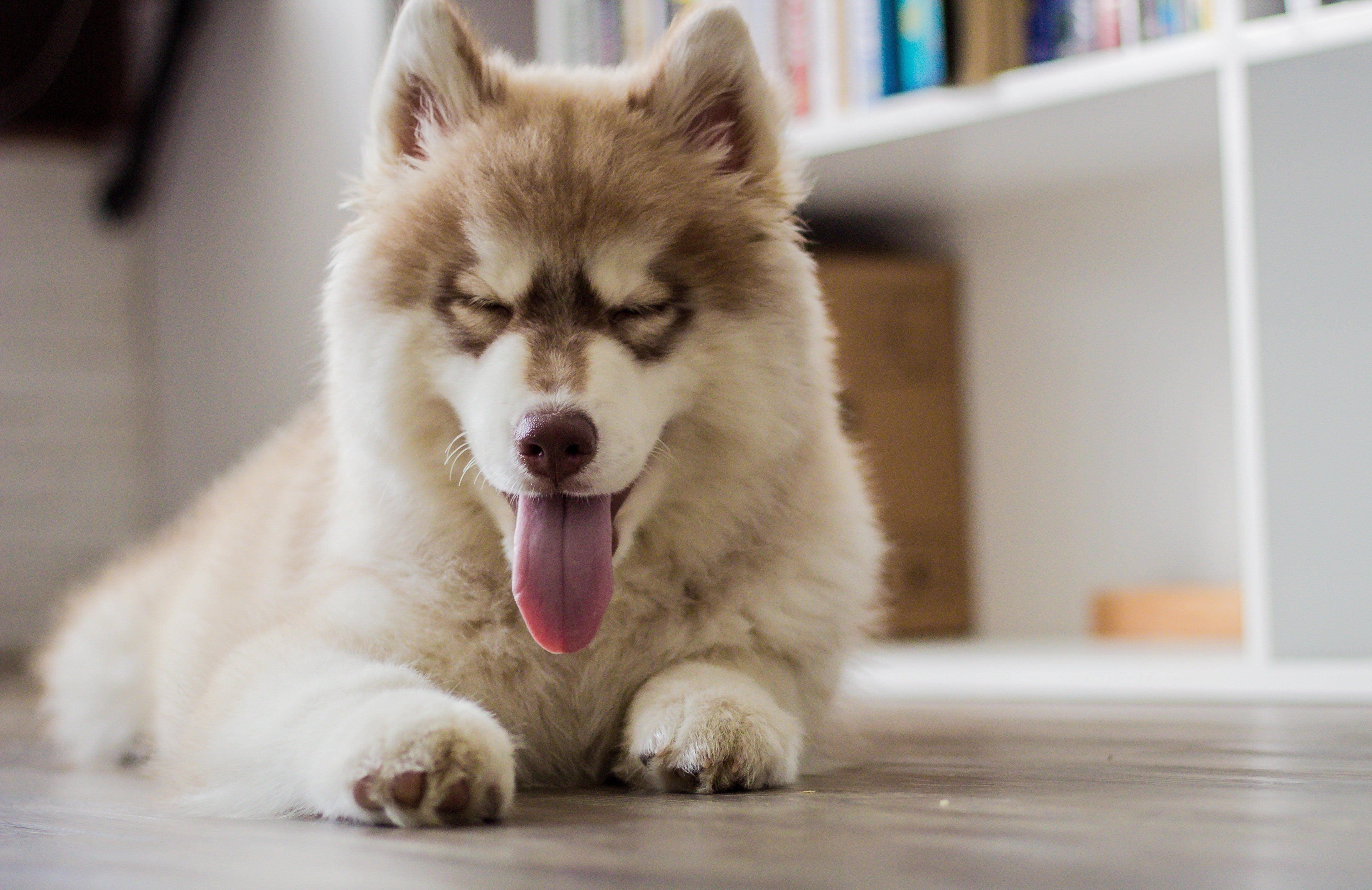 Why Your Dog Licks Their Paws