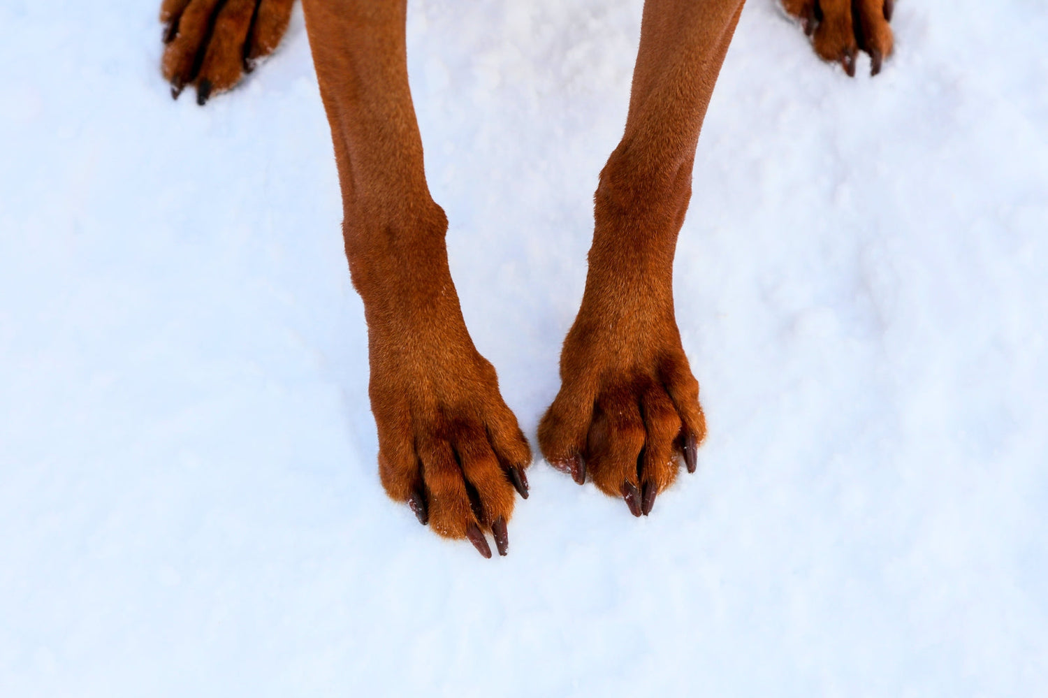 5 Winter Paw Care Tips for Your Dog