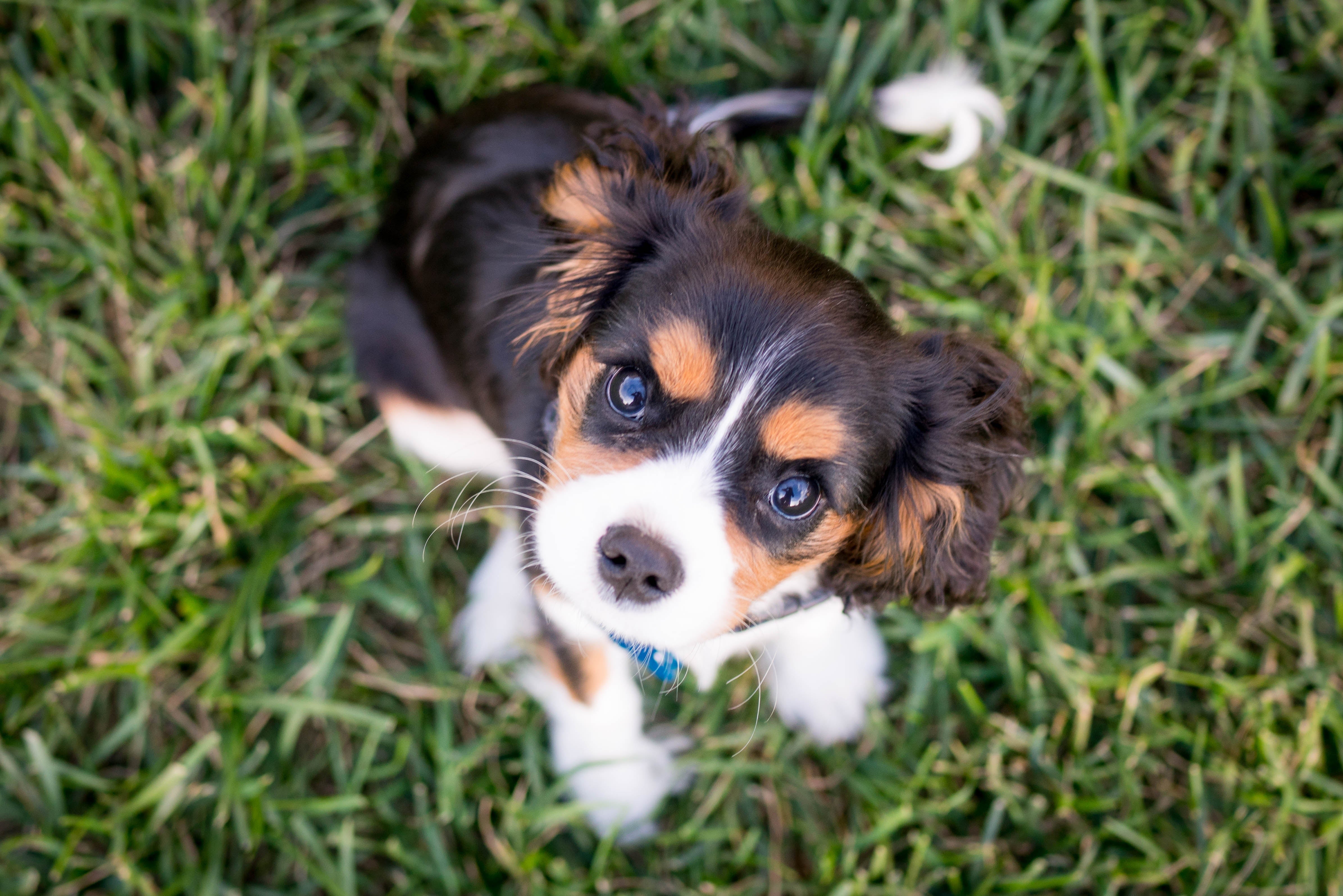 Grain-free dog food: the right option for your pooch?