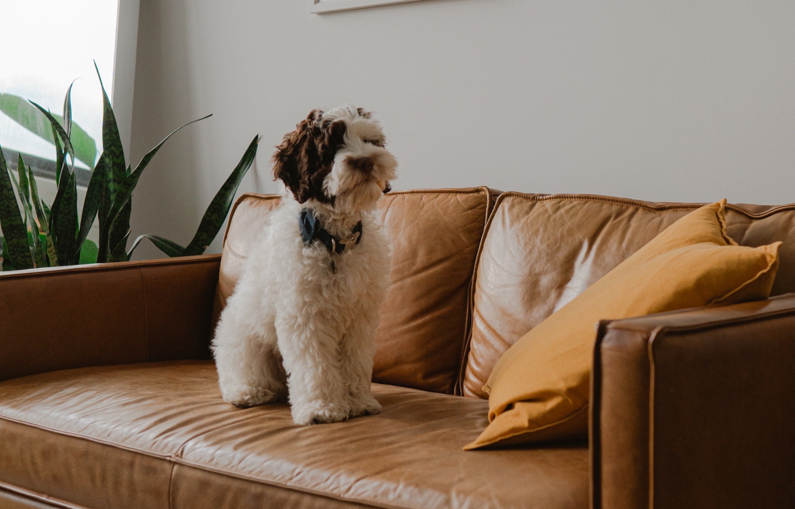 Dogs and House Cleaning Products: Safety Tips