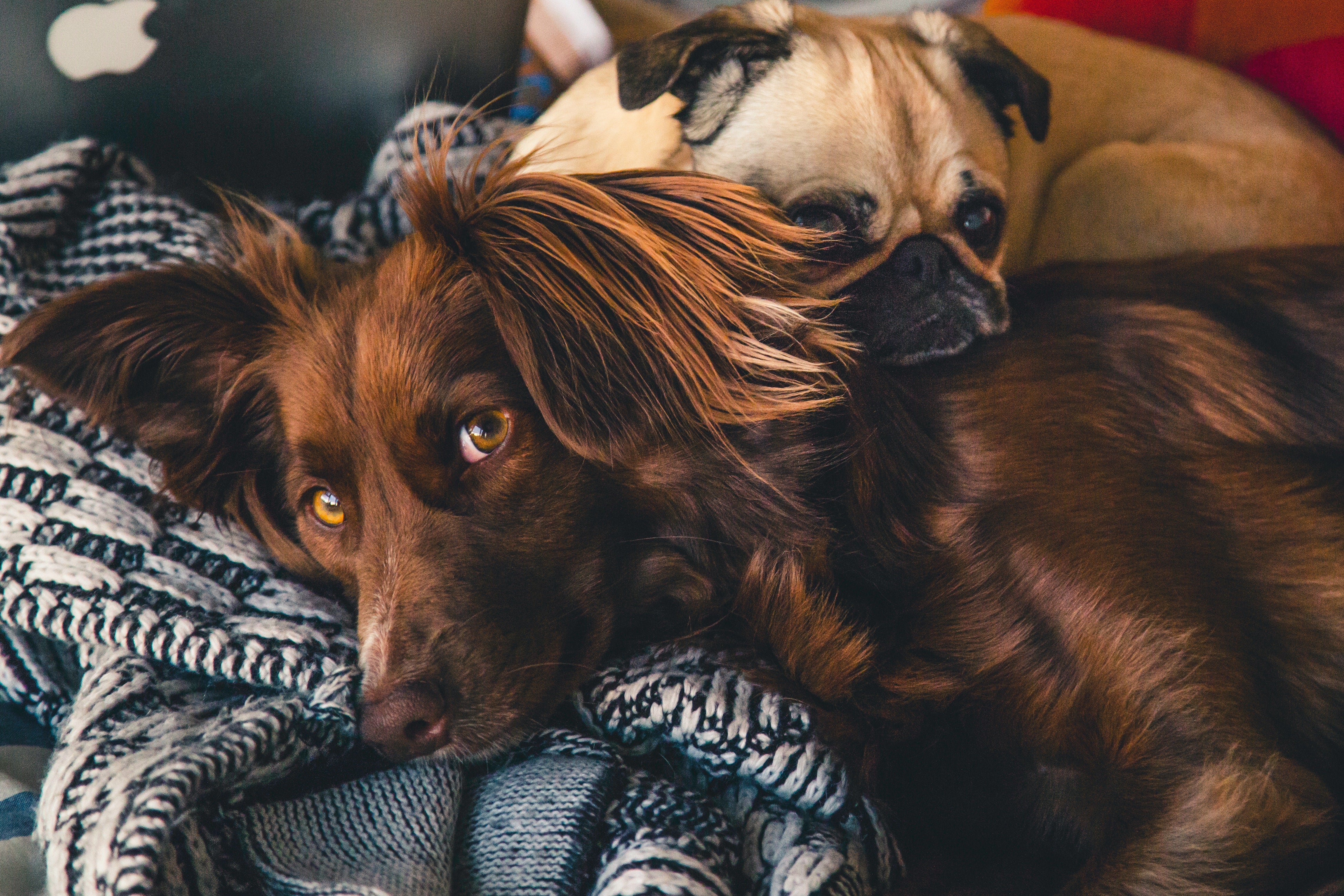What are the main differences between our Small Breed and Regular dog food?